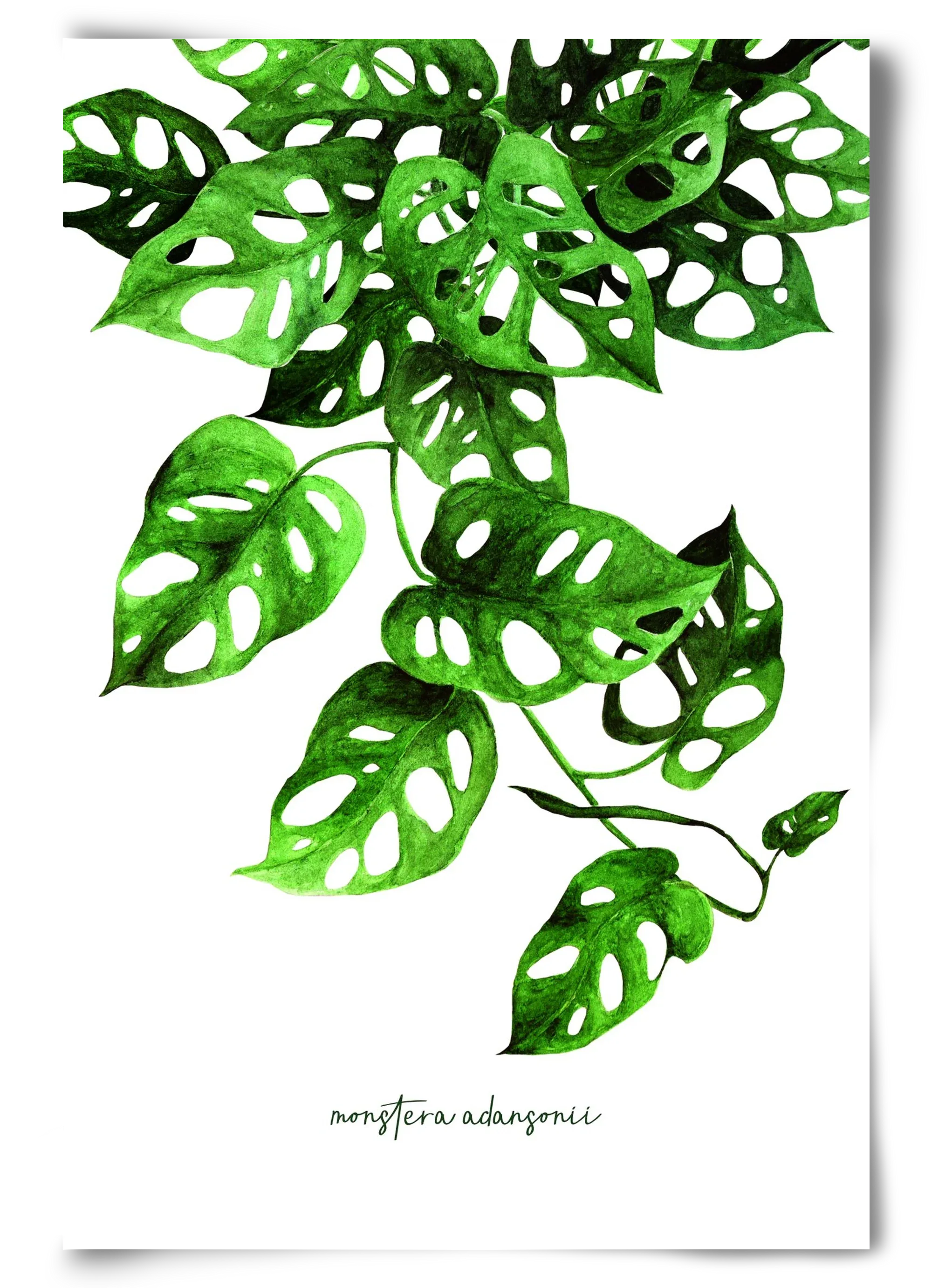 monstera adansonii - artbridge