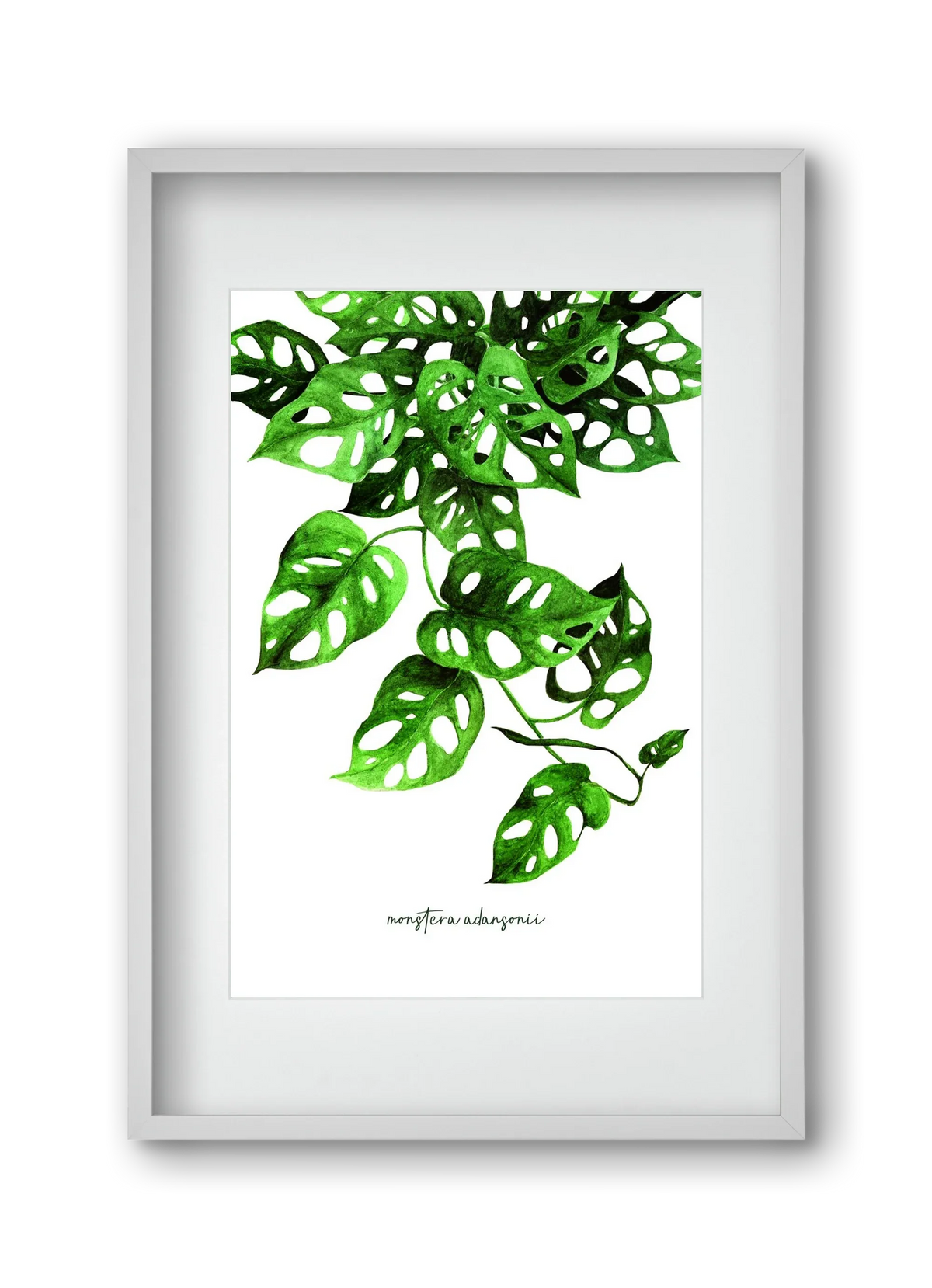 monstera adansonii - artbridge