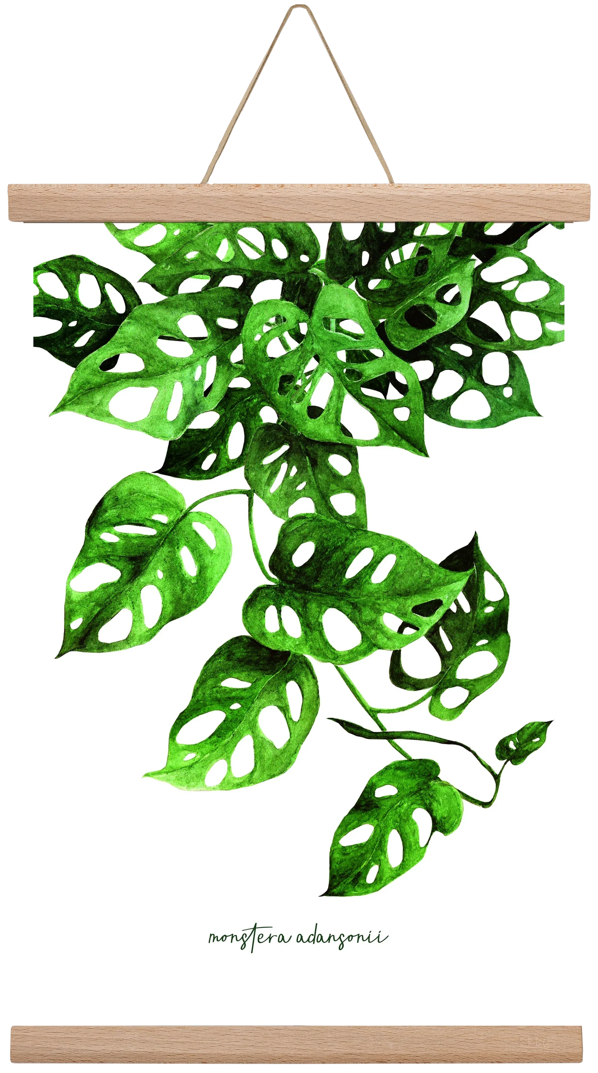 monstera adansonii - artbridge