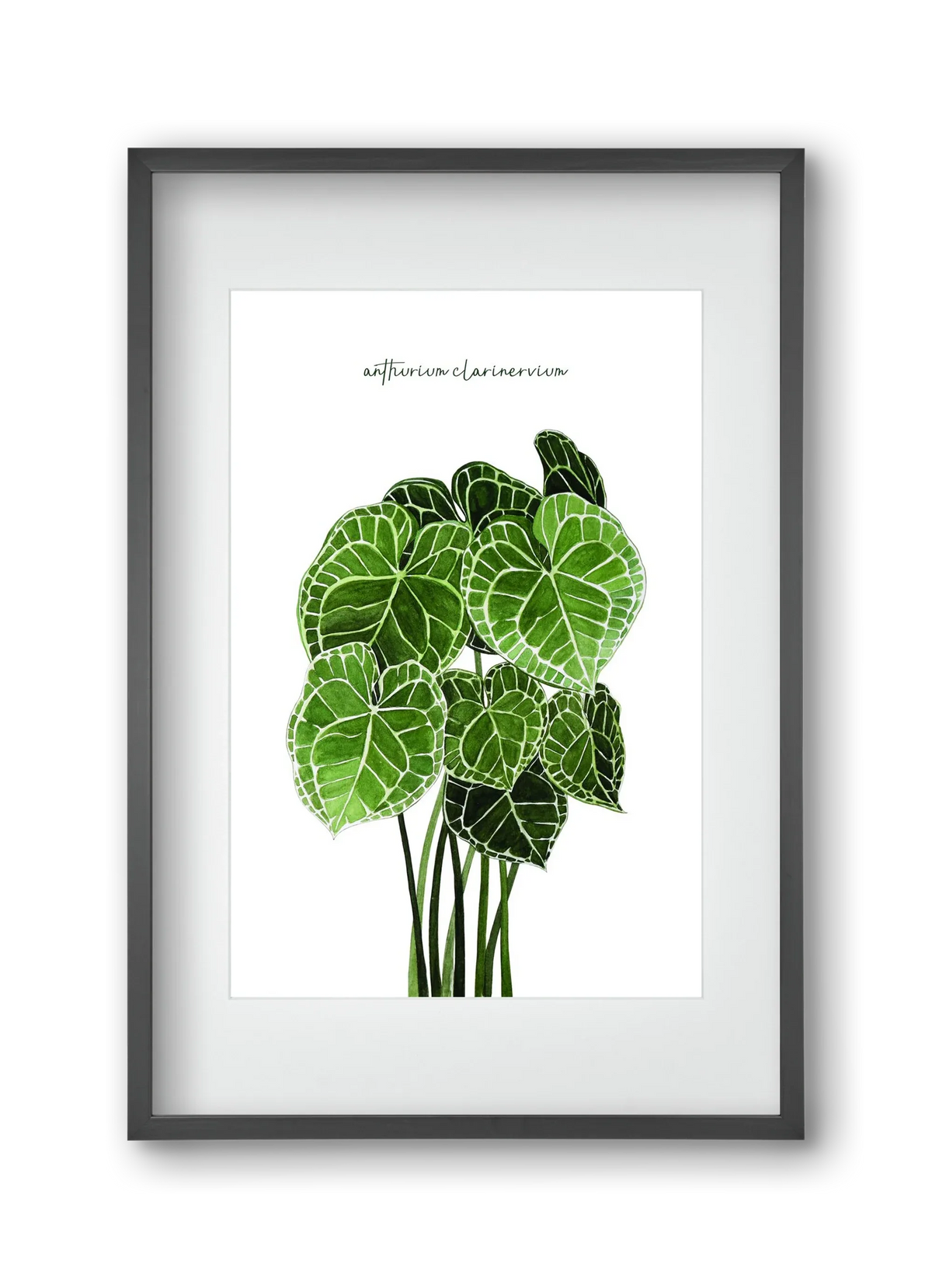 anthurium clarinervium - artbridge