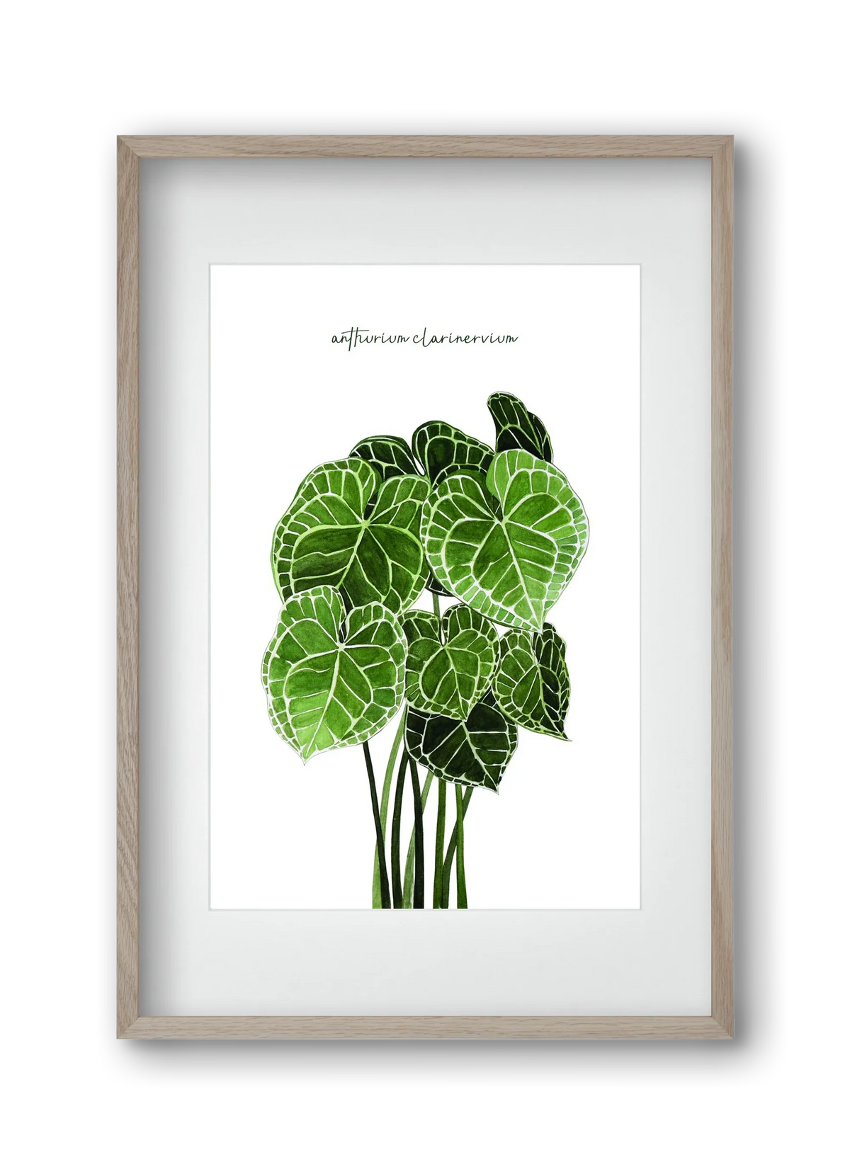 anthurium clarinervium - artbridge
