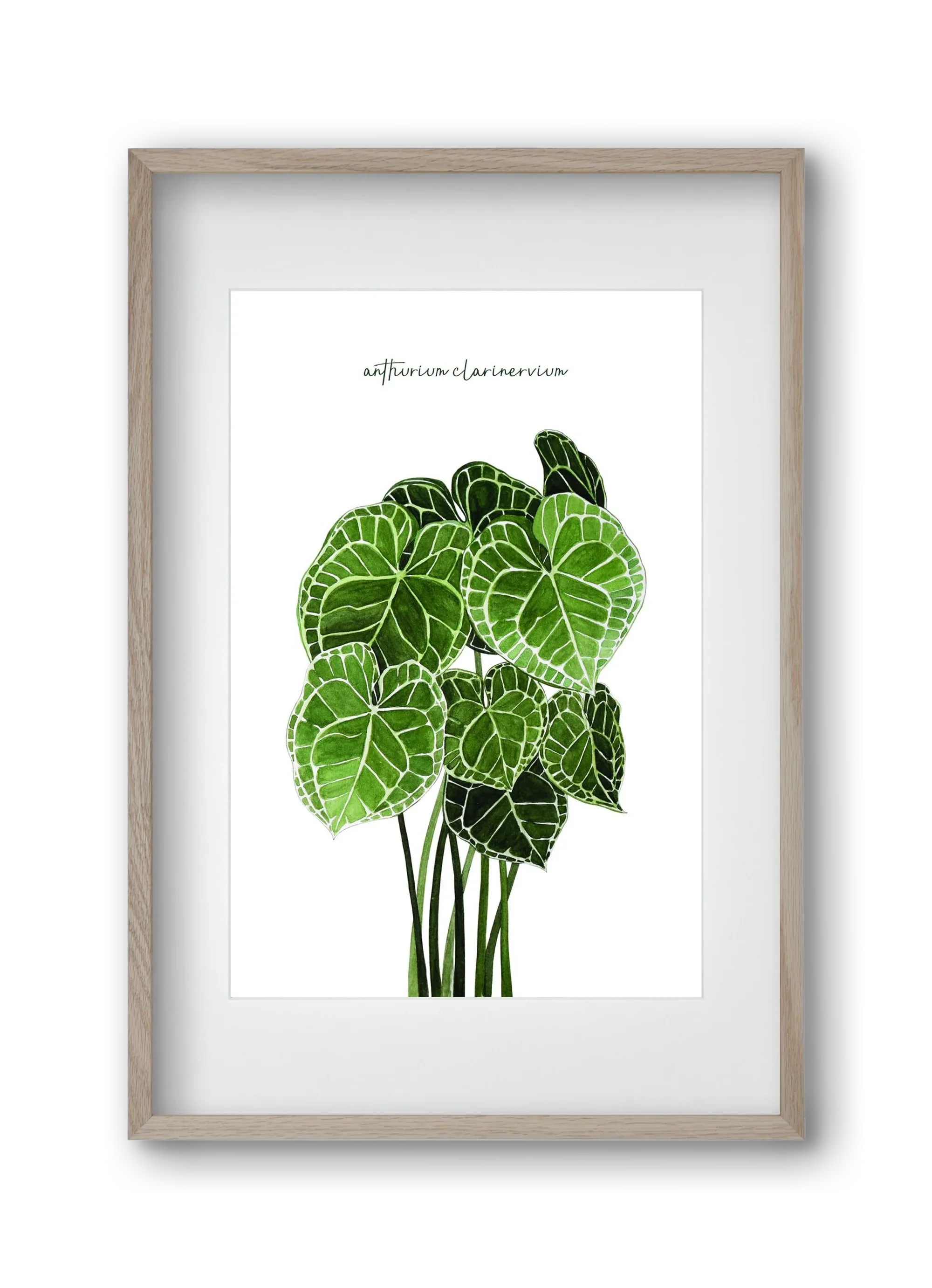 anthurium clarinervium - artbridge