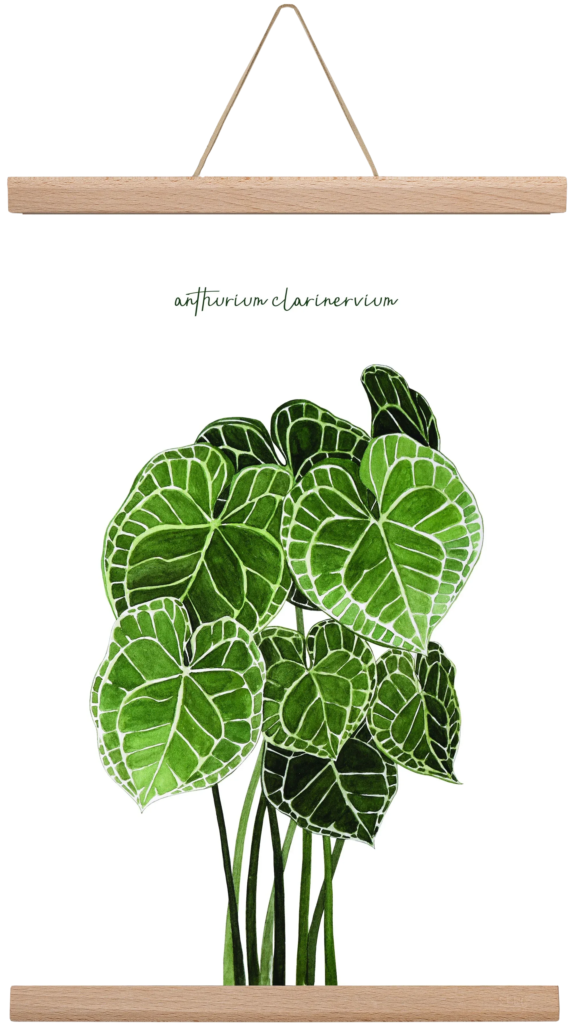 anthurium clarinervium - artbridge