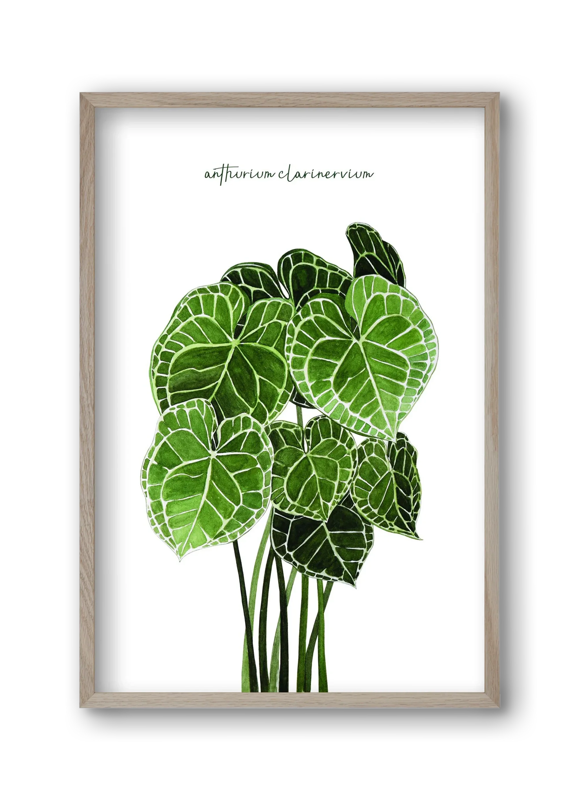 anthurium clarinervium - artbridge