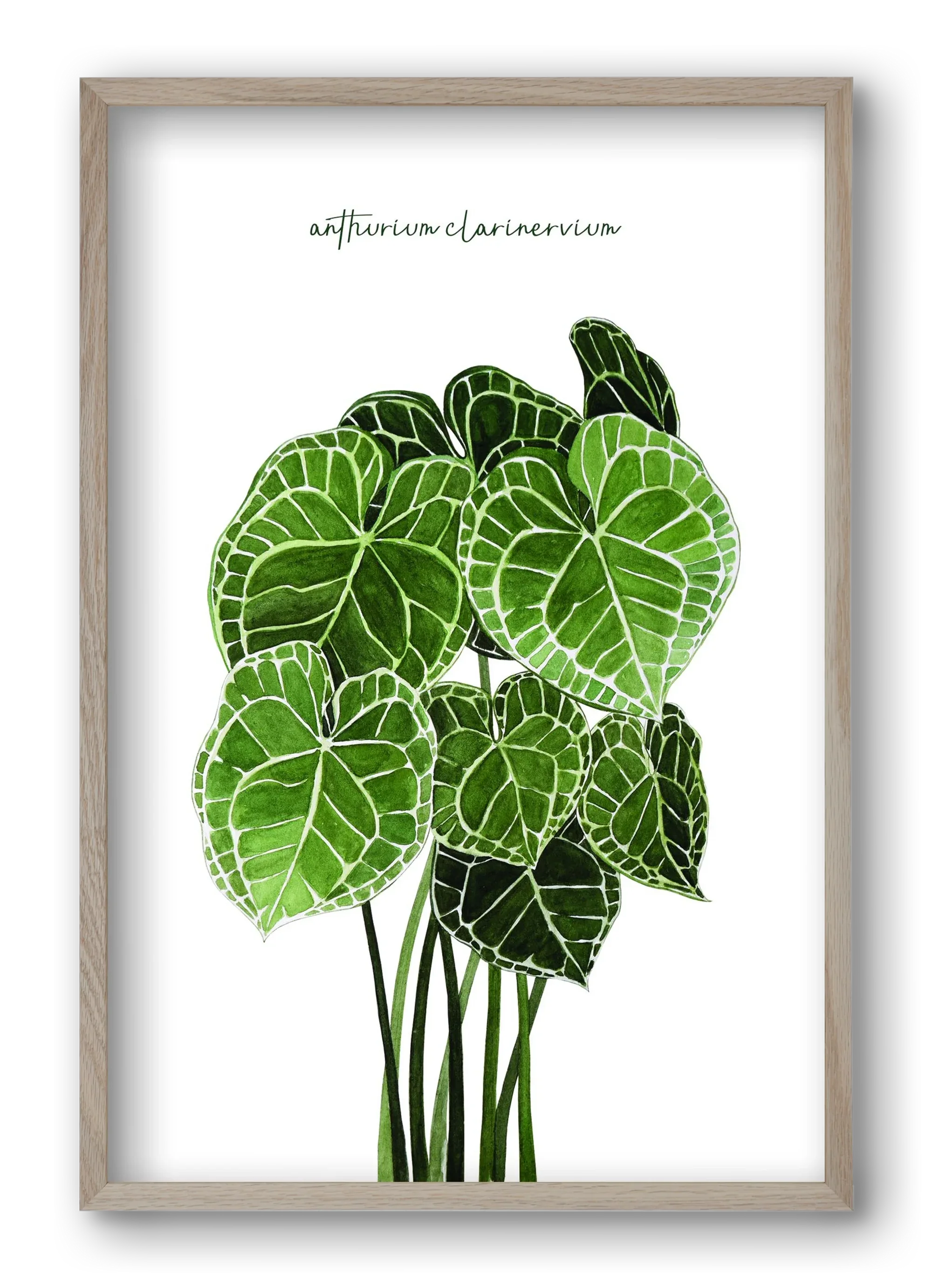 anthurium clarinervium - artbridge