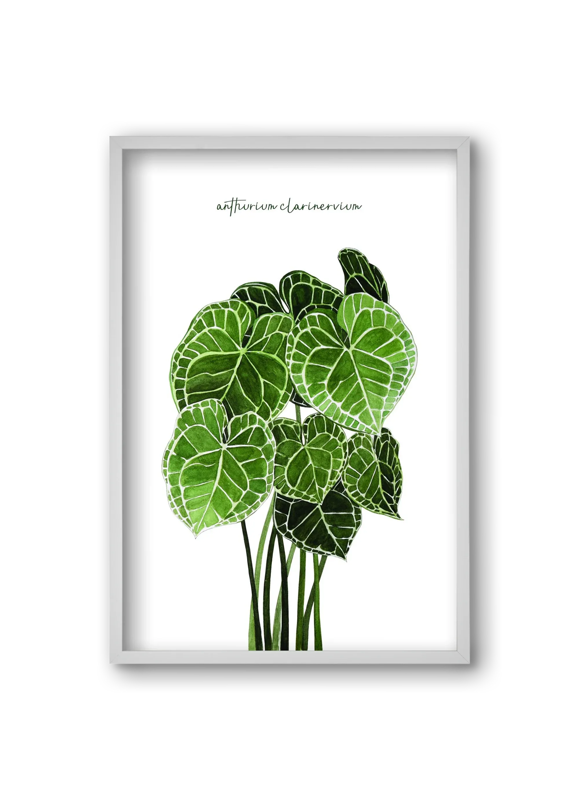 anthurium clarinervium - artbridge