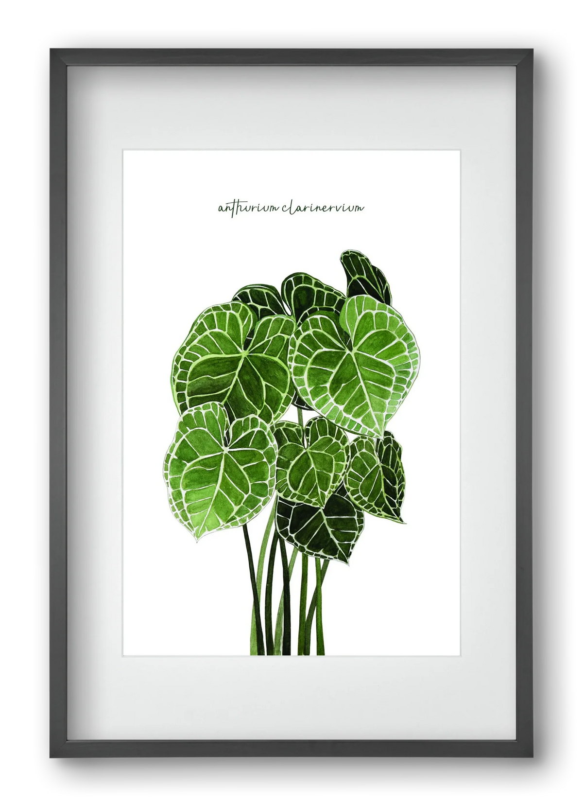 anthurium clarinervium - artbridge