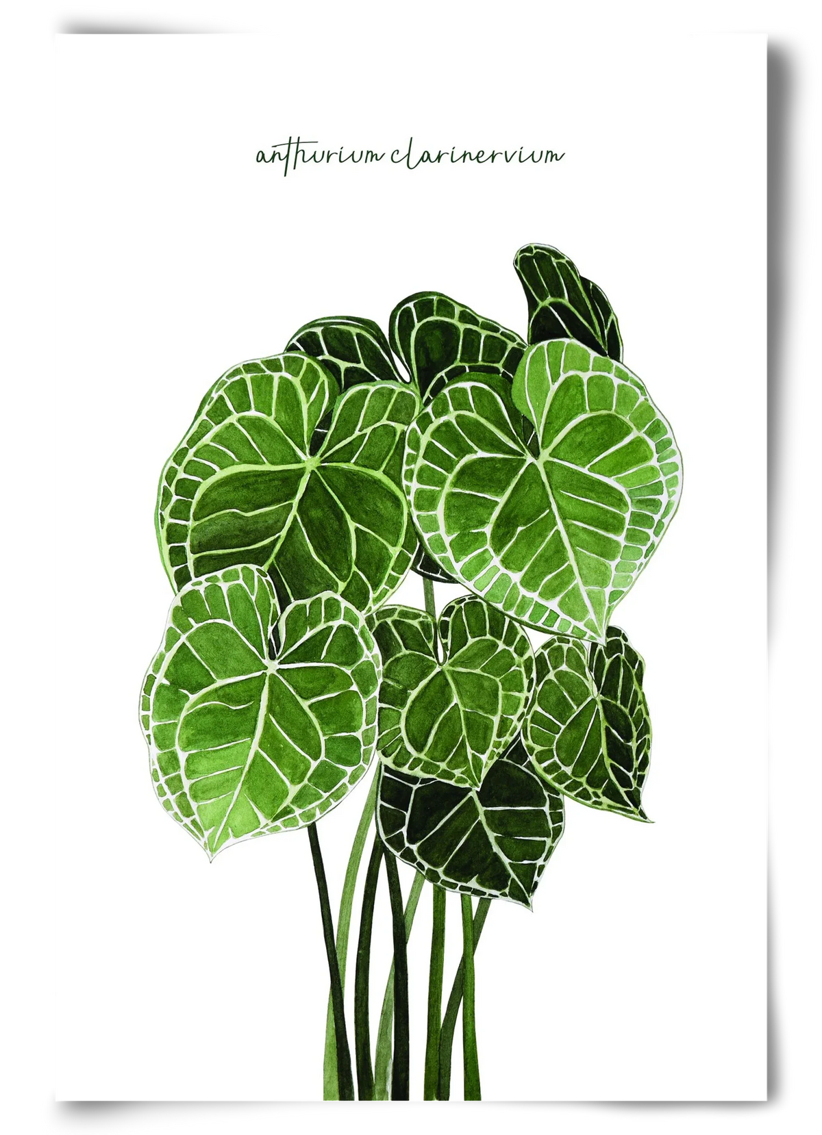 anthurium clarinervium - artbridge