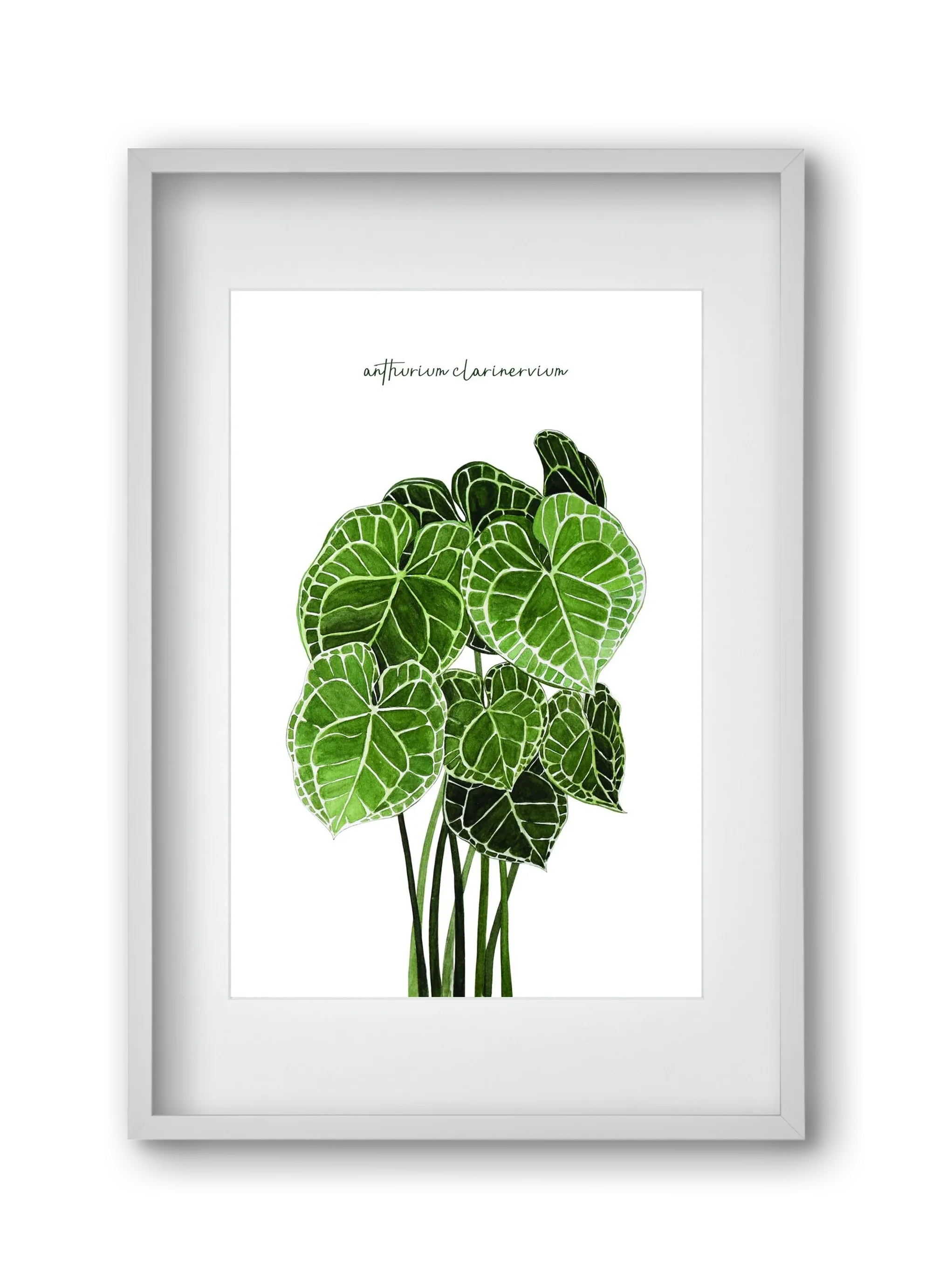 anthurium clarinervium - artbridge