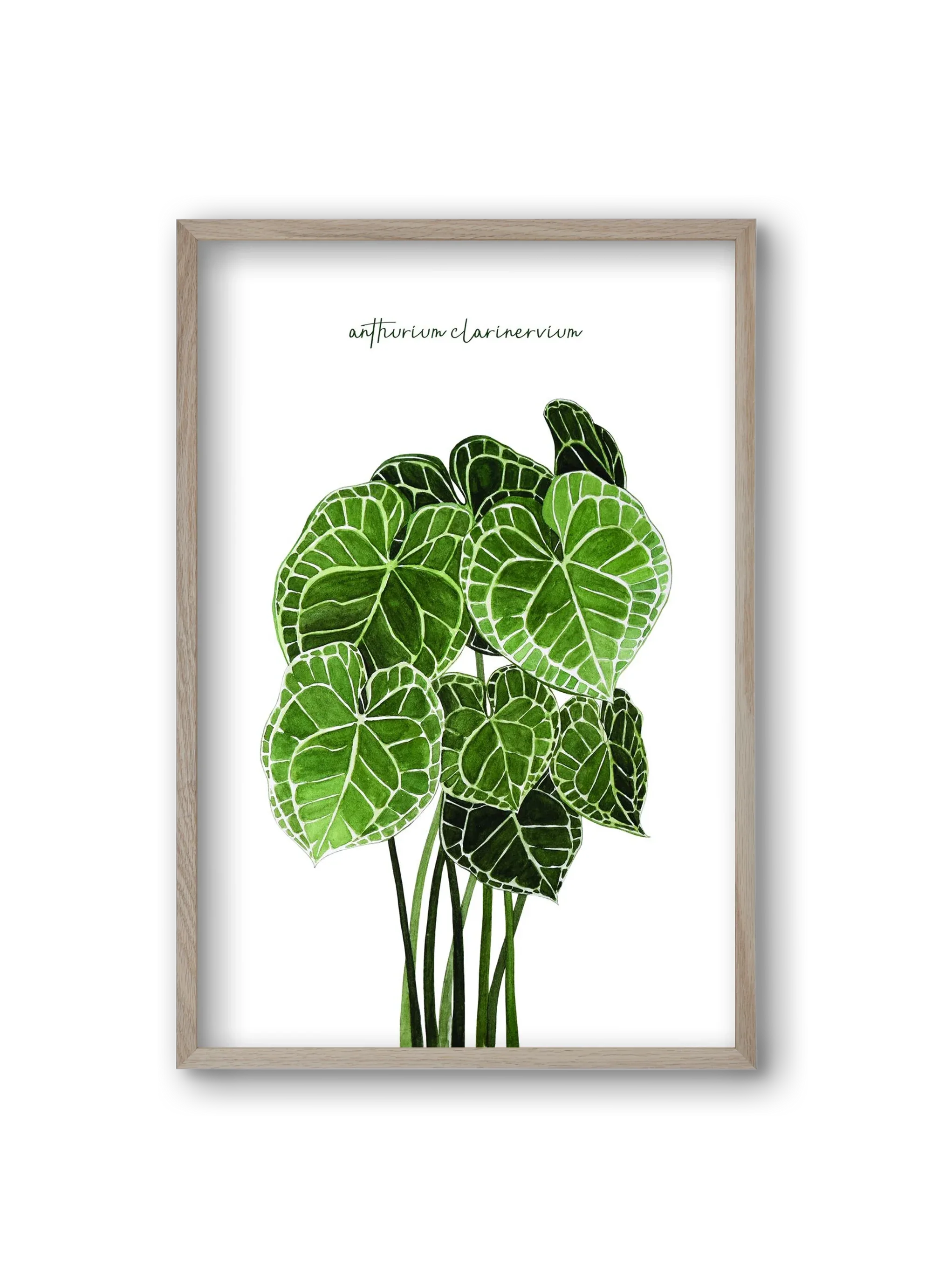 anthurium clarinervium - artbridge
