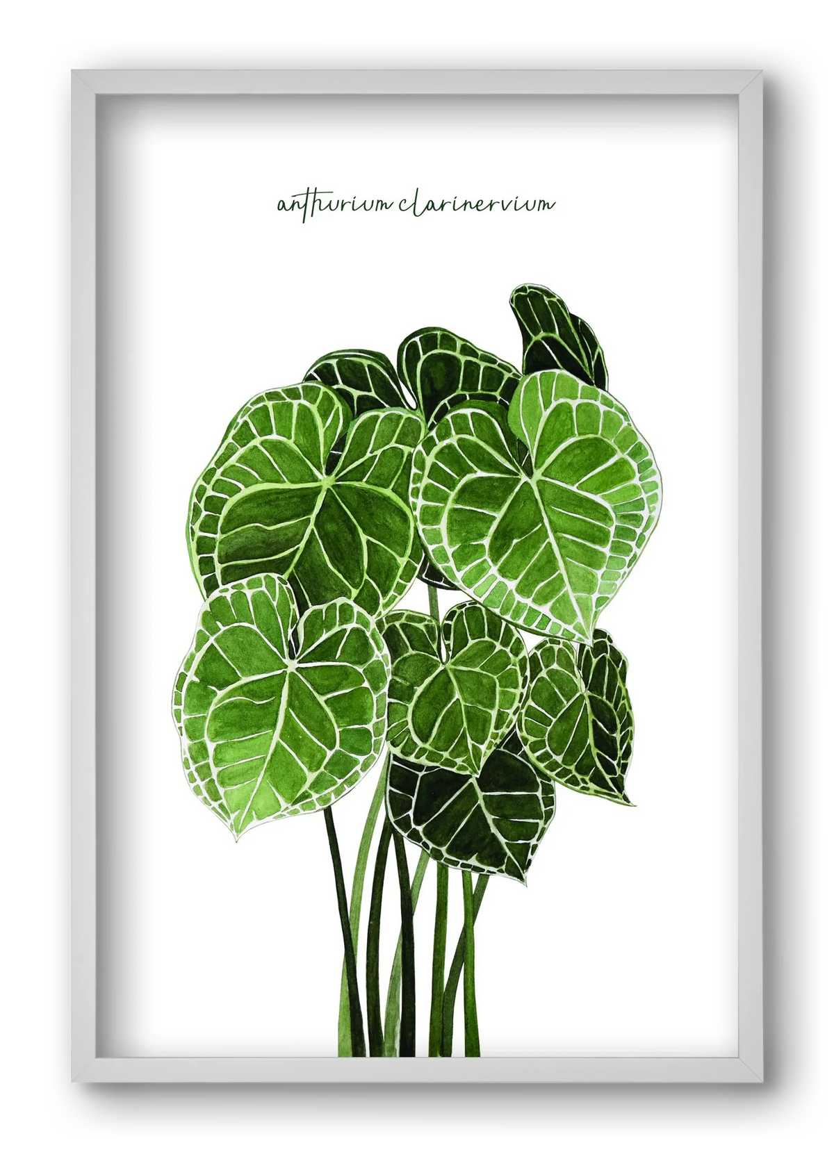 anthurium clarinervium - artbridge
