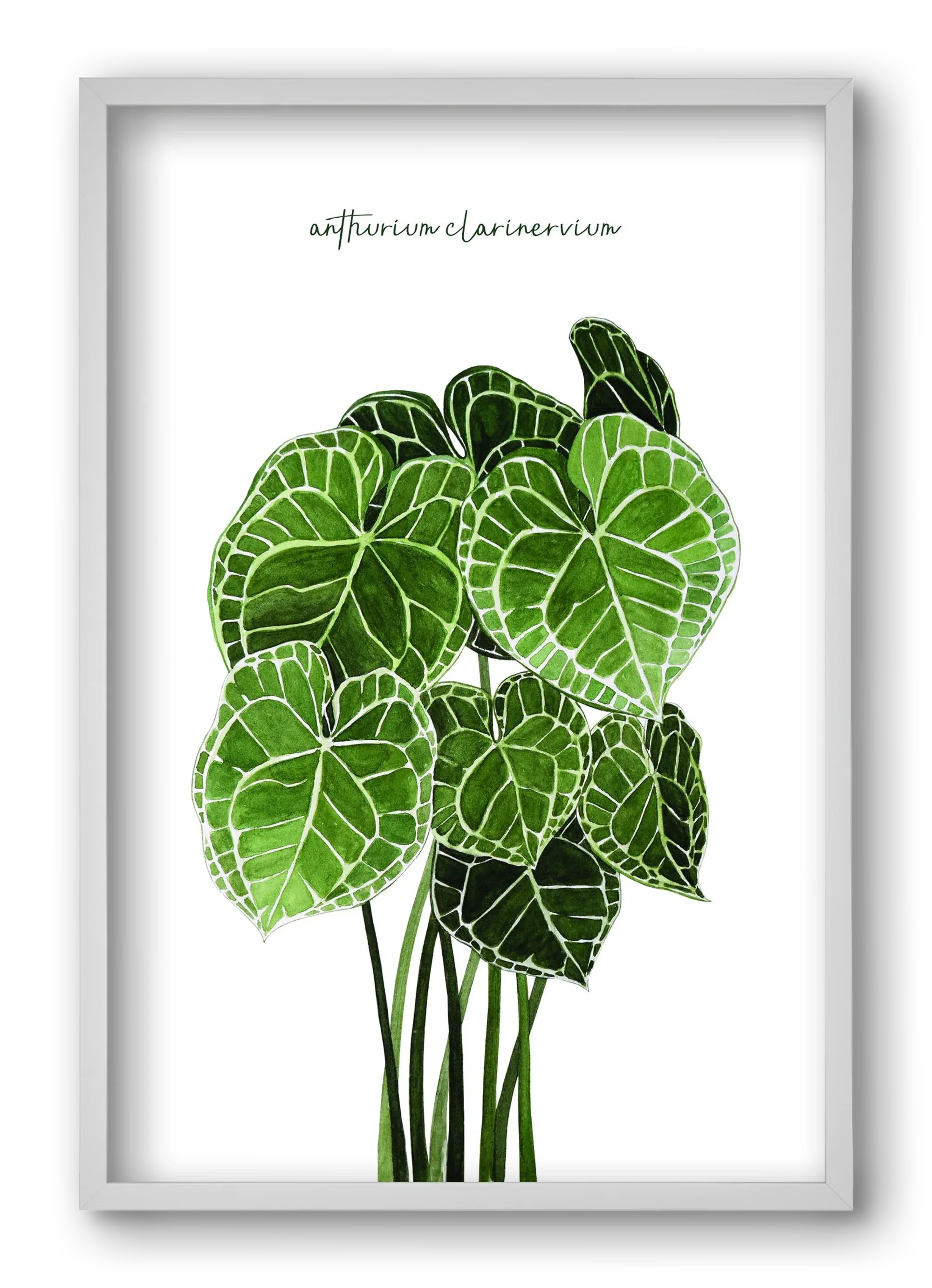 anthurium clarinervium - artbridge