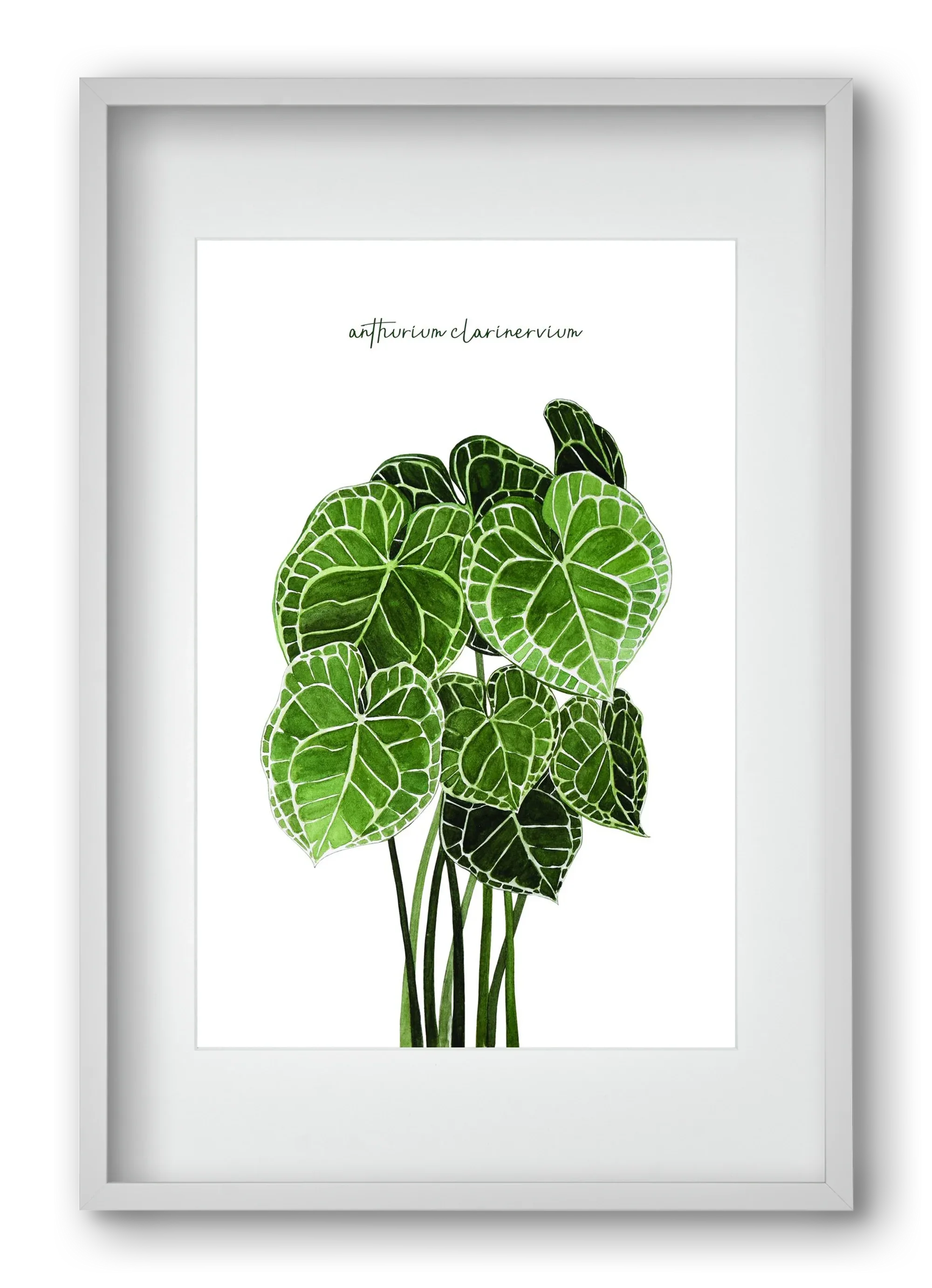 anthurium clarinervium - artbridge