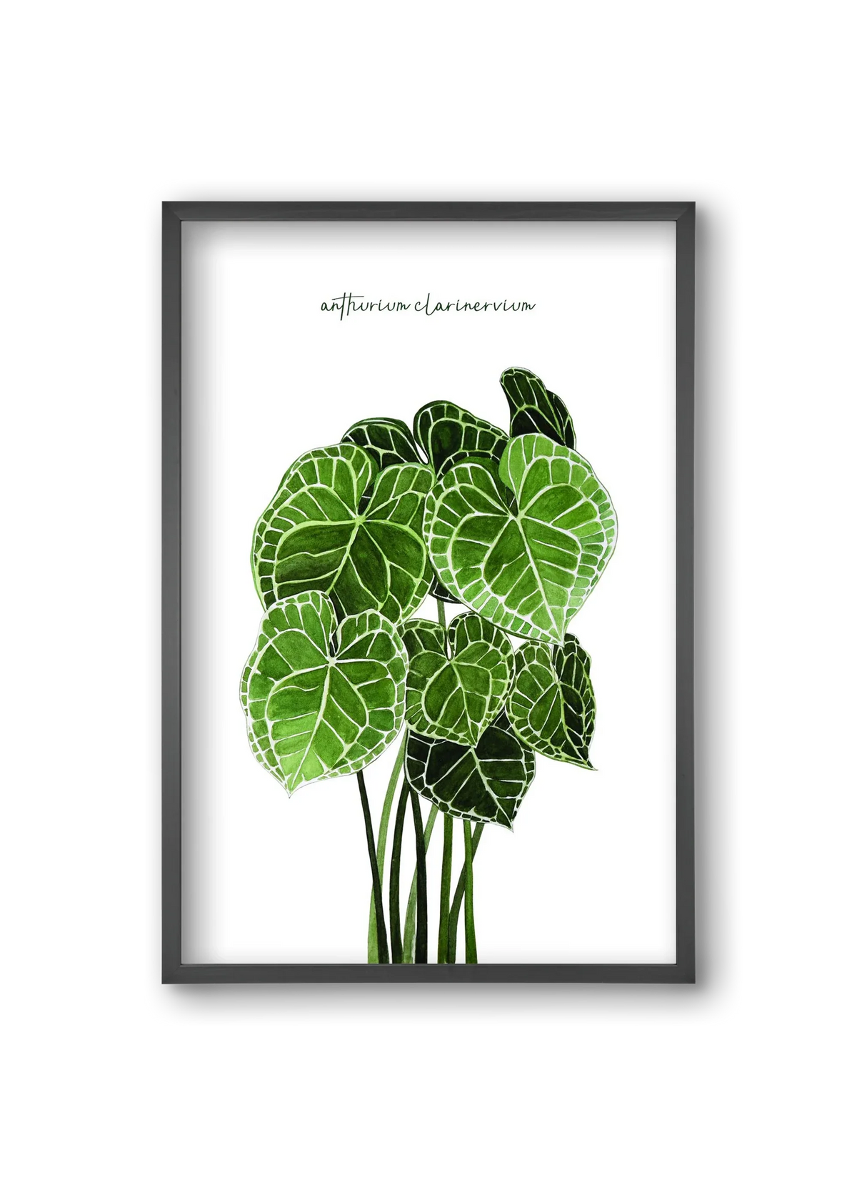 anthurium clarinervium - artbridge