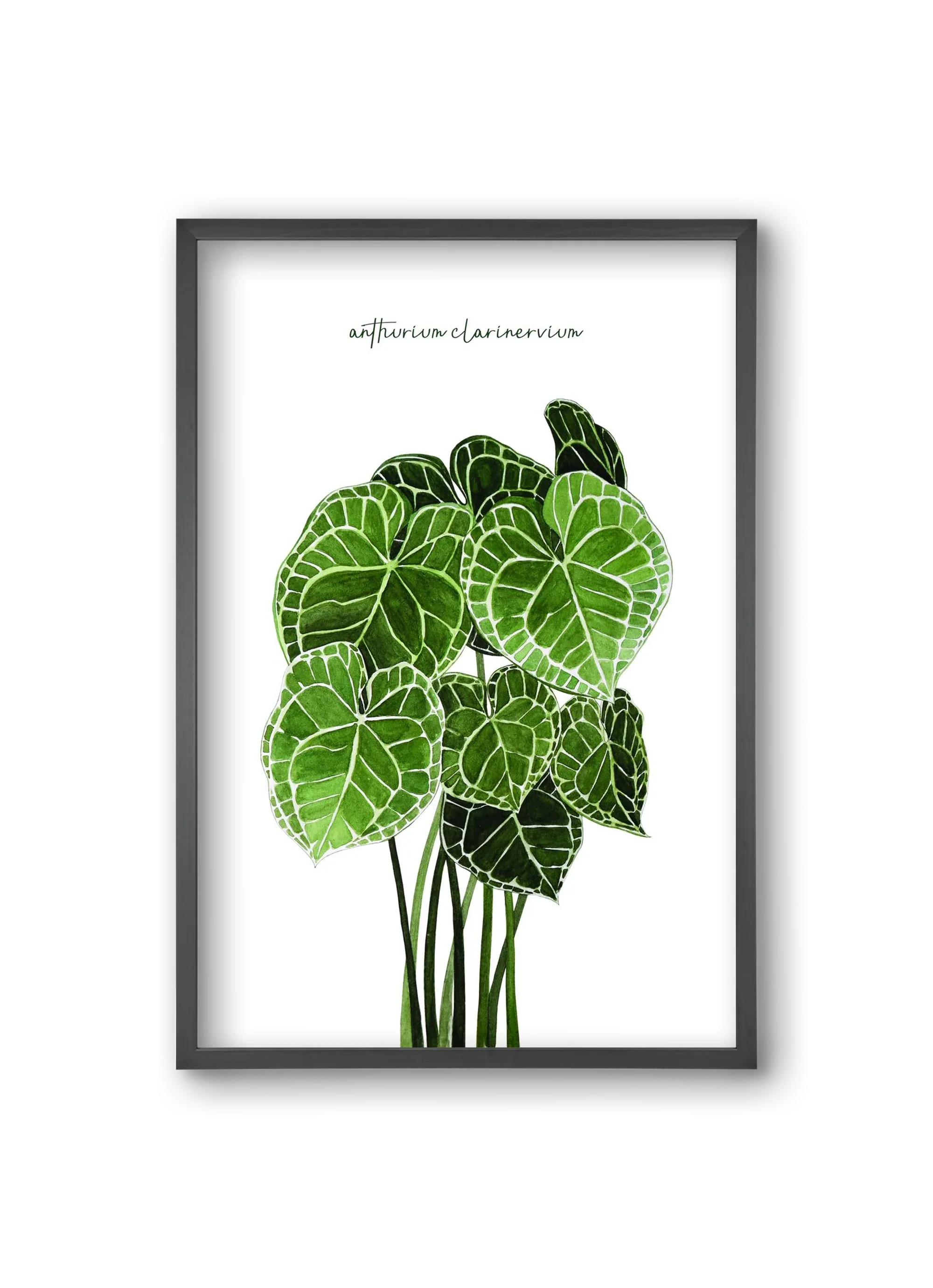anthurium clarinervium - artbridge