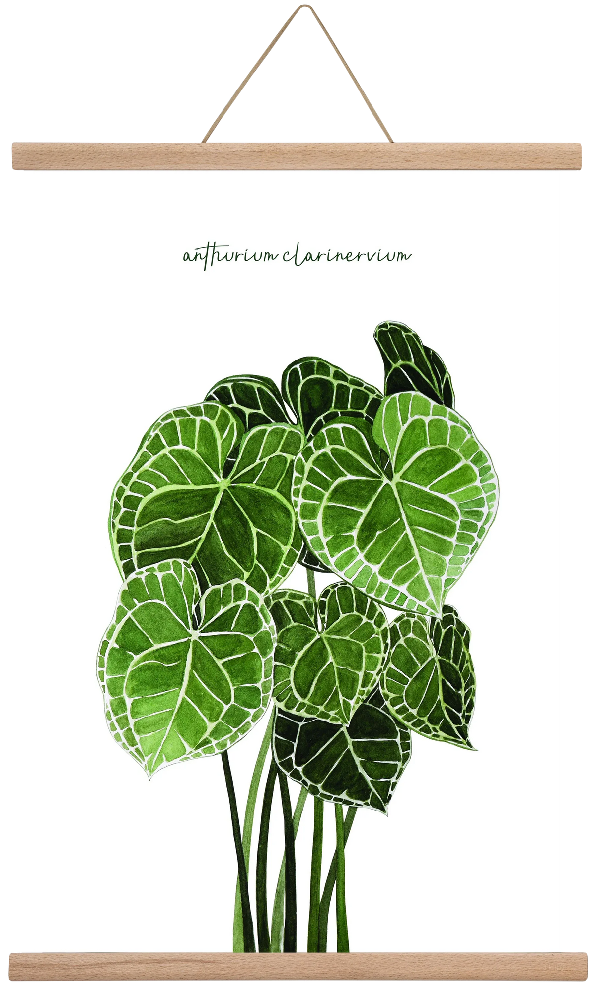 anthurium clarinervium - artbridge