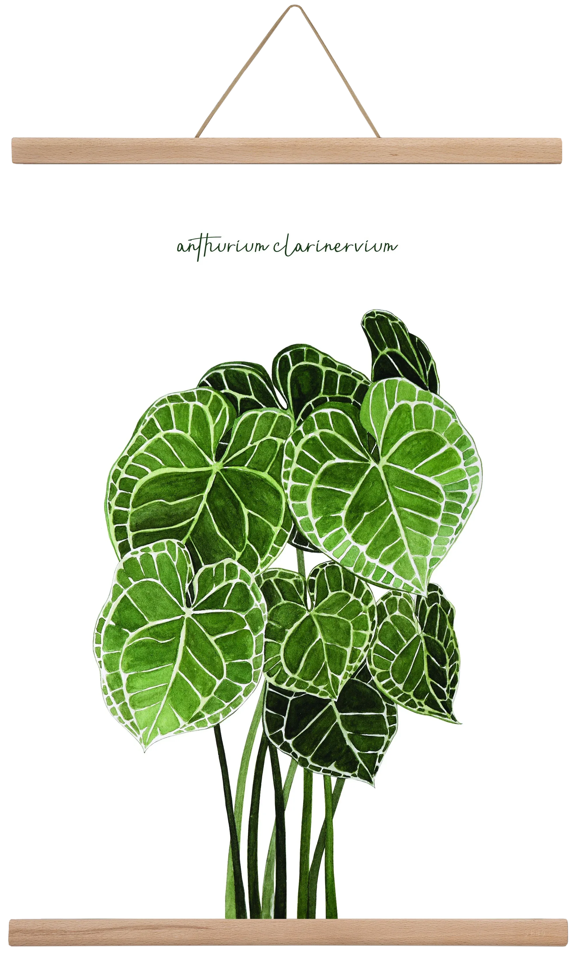 anthurium clarinervium - artbridge
