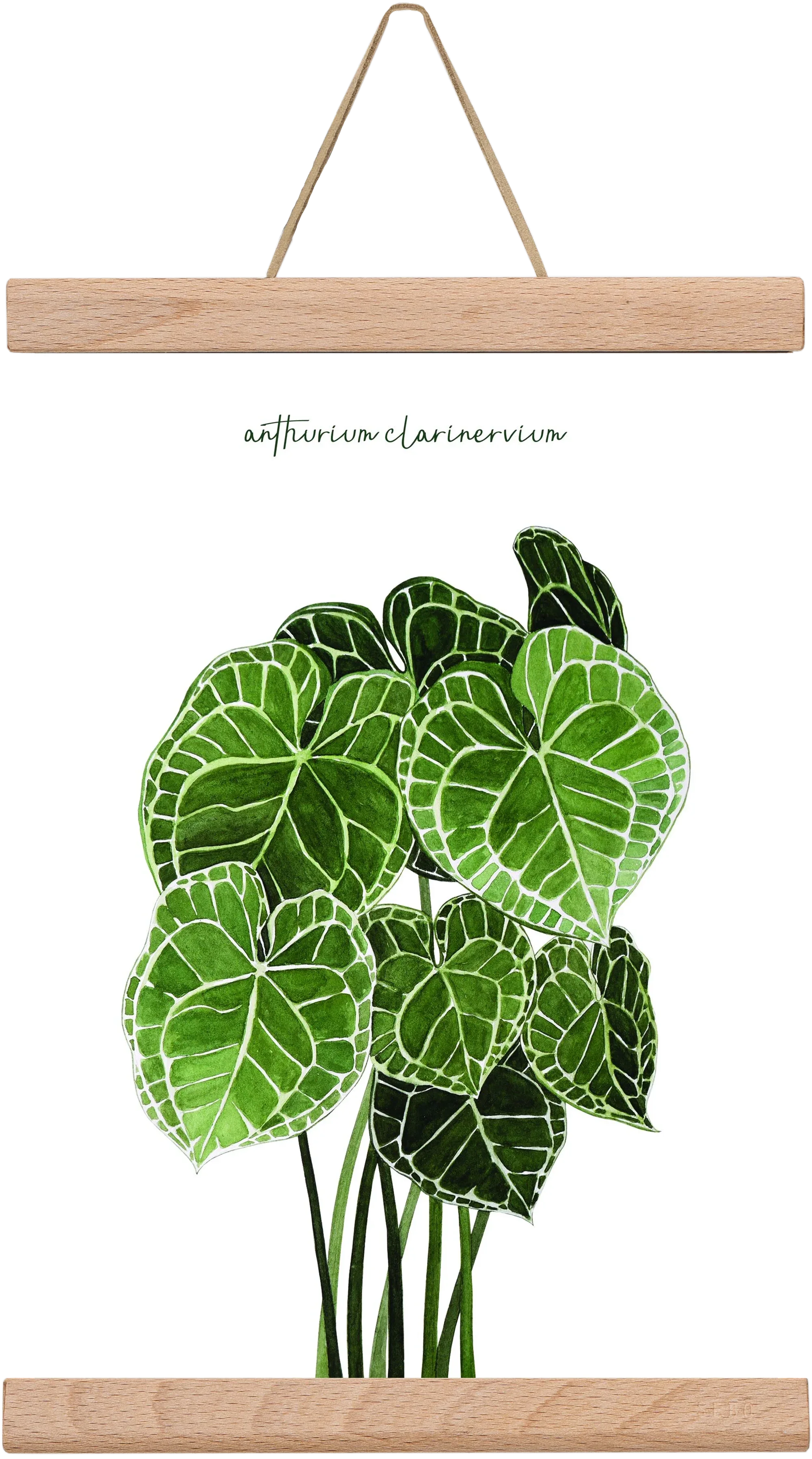 anthurium clarinervium - artbridge