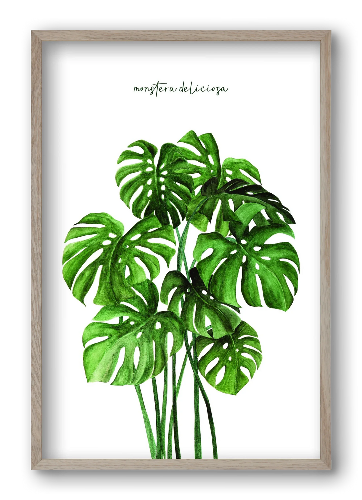 monstera deliciosa - artbridge