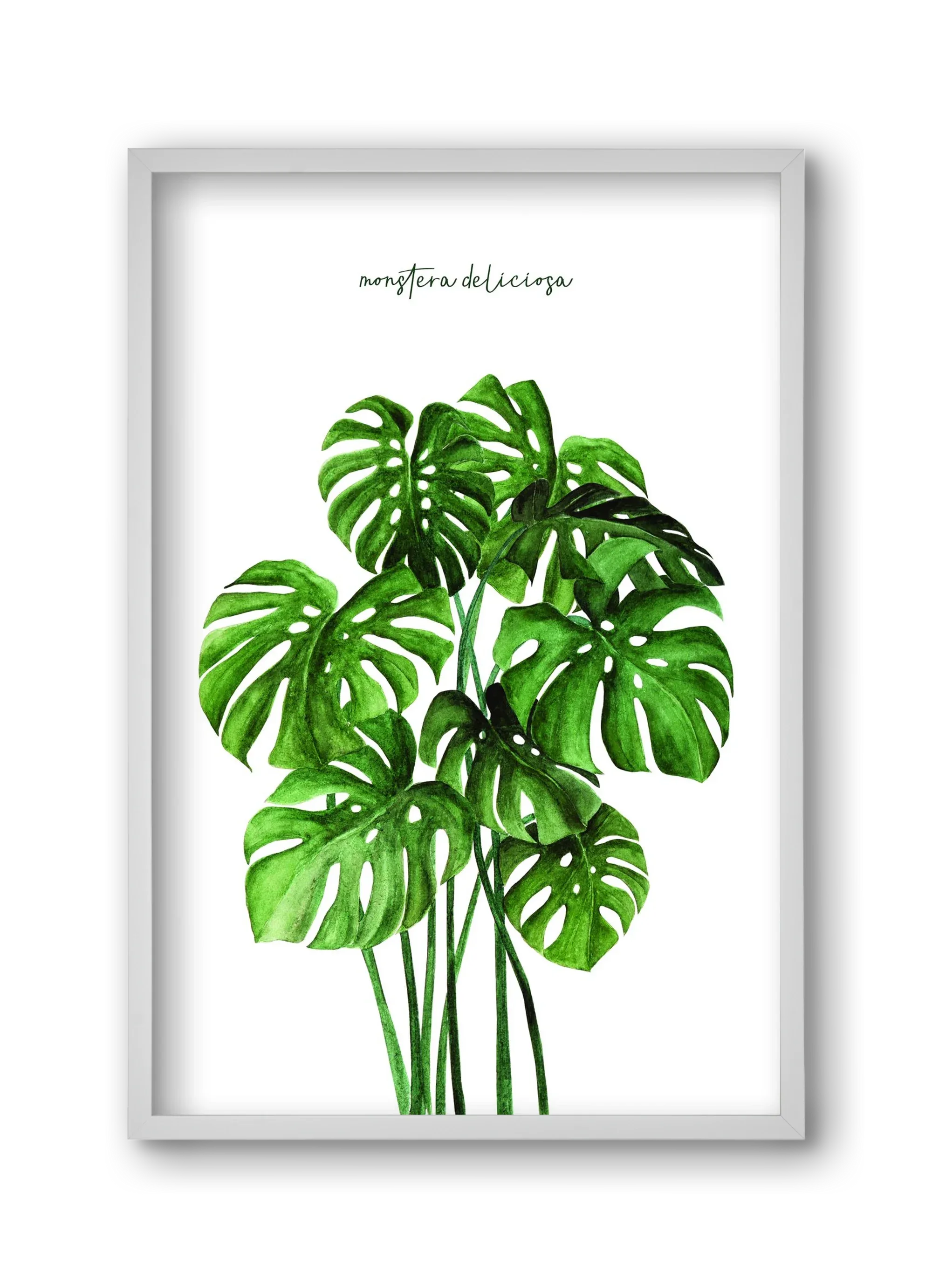 monstera deliciosa - artbridge