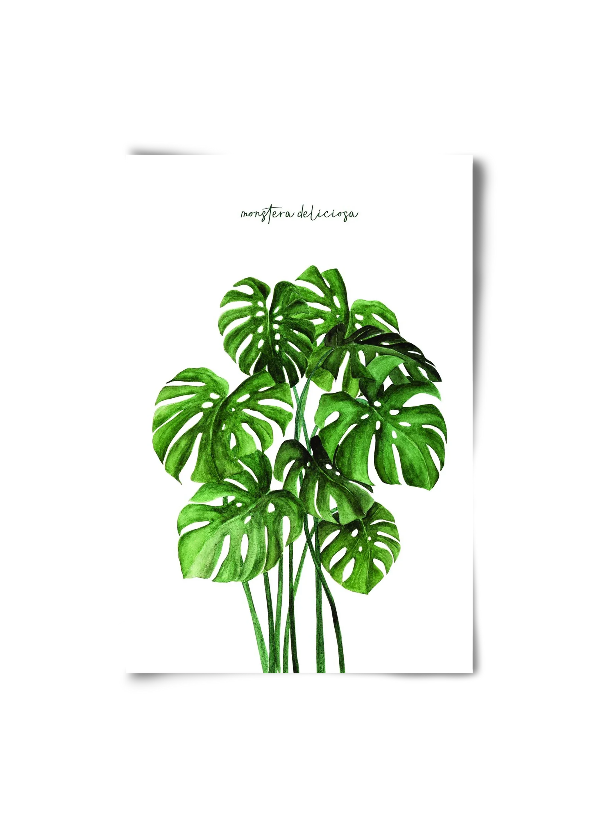 monstera deliciosa - artbridge