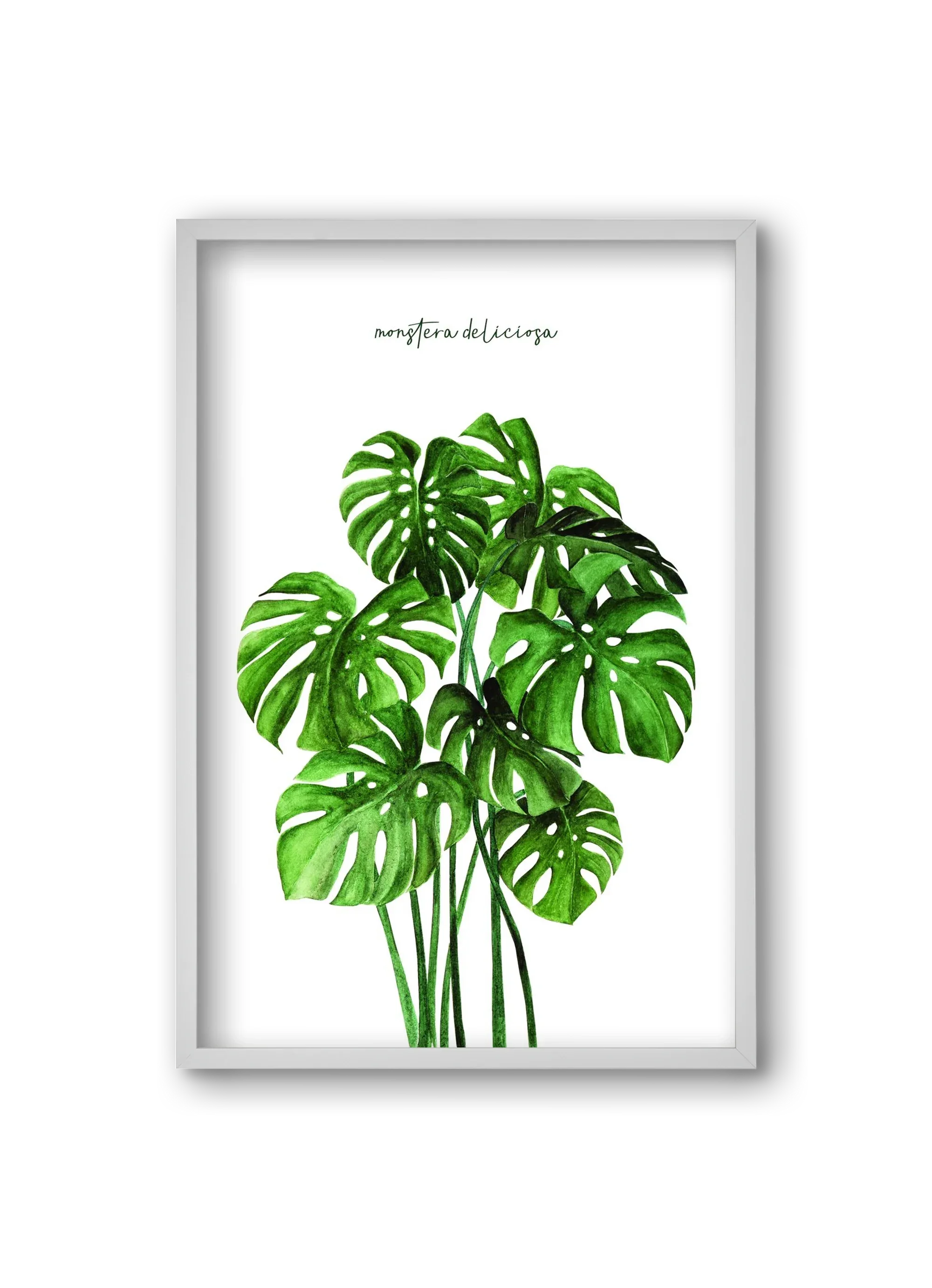 monstera deliciosa - artbridge