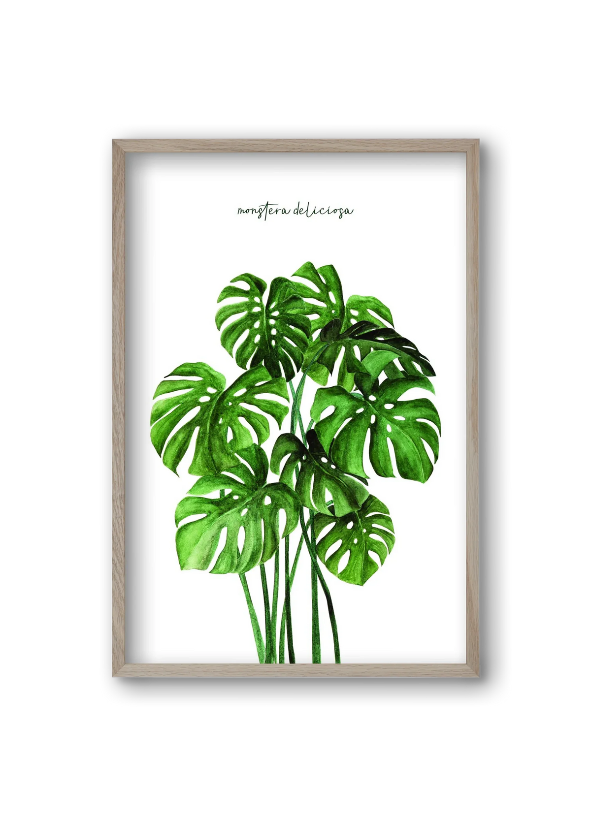 monstera deliciosa - artbridge