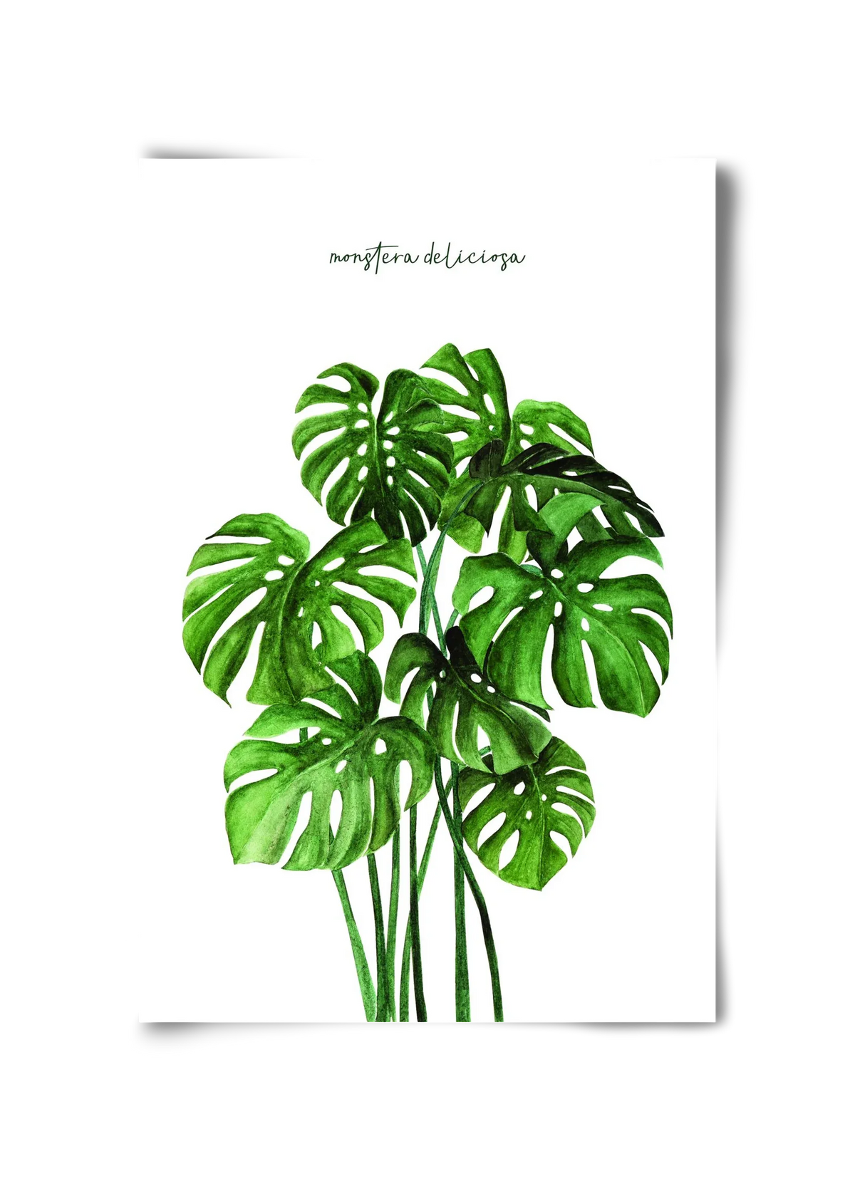 monstera deliciosa - artbridge