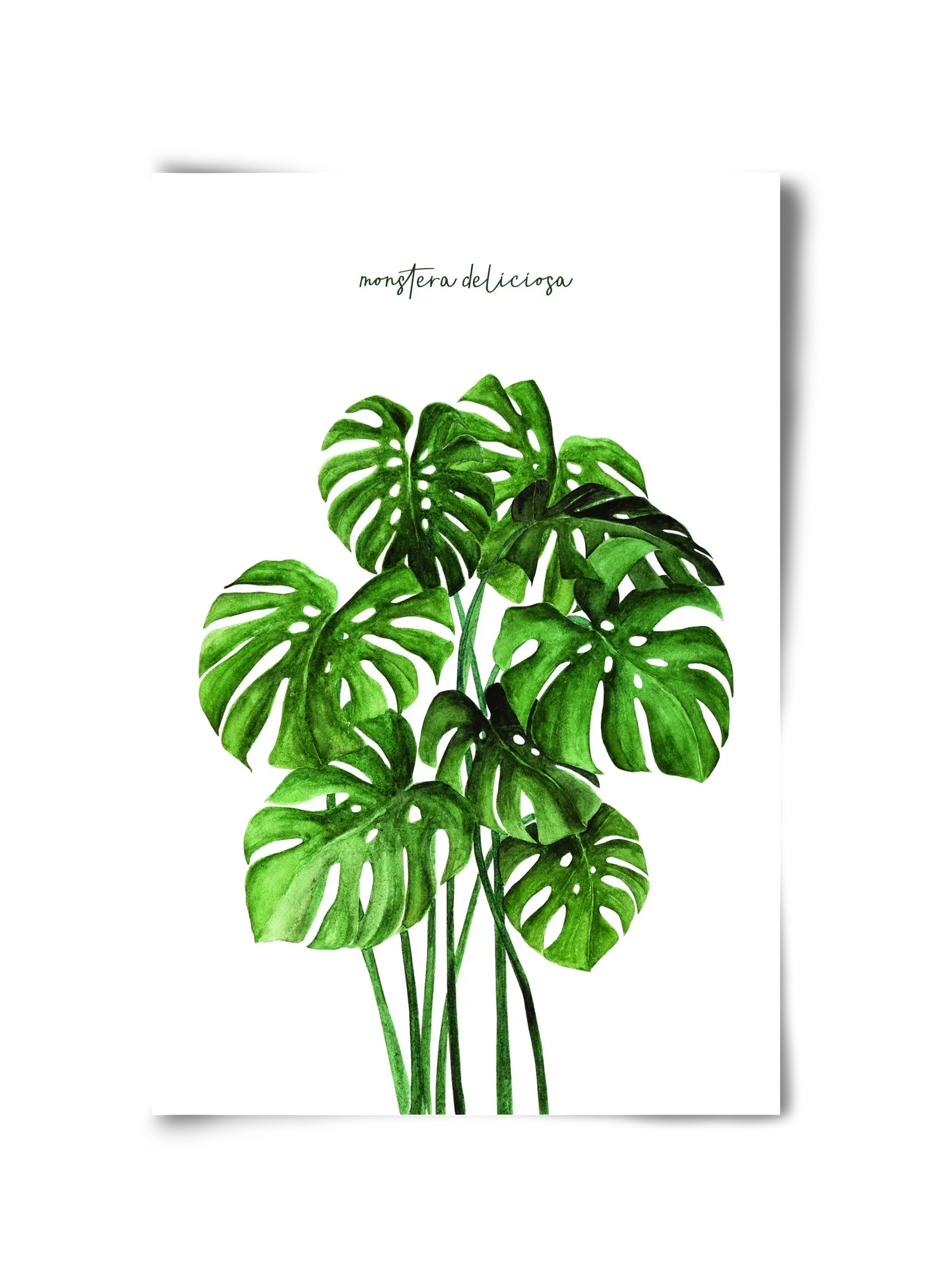 monstera deliciosa - artbridge