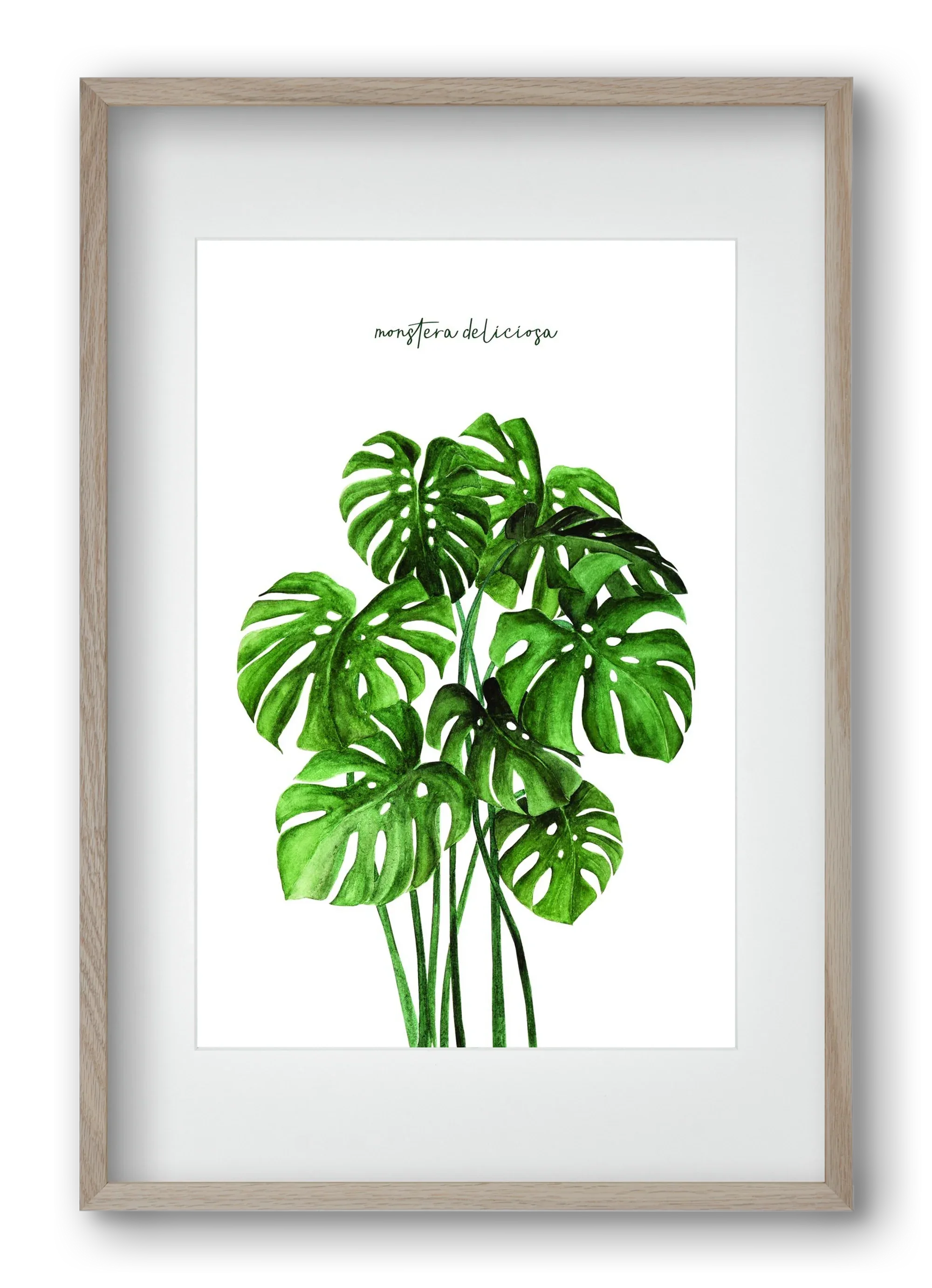 monstera deliciosa - artbridge