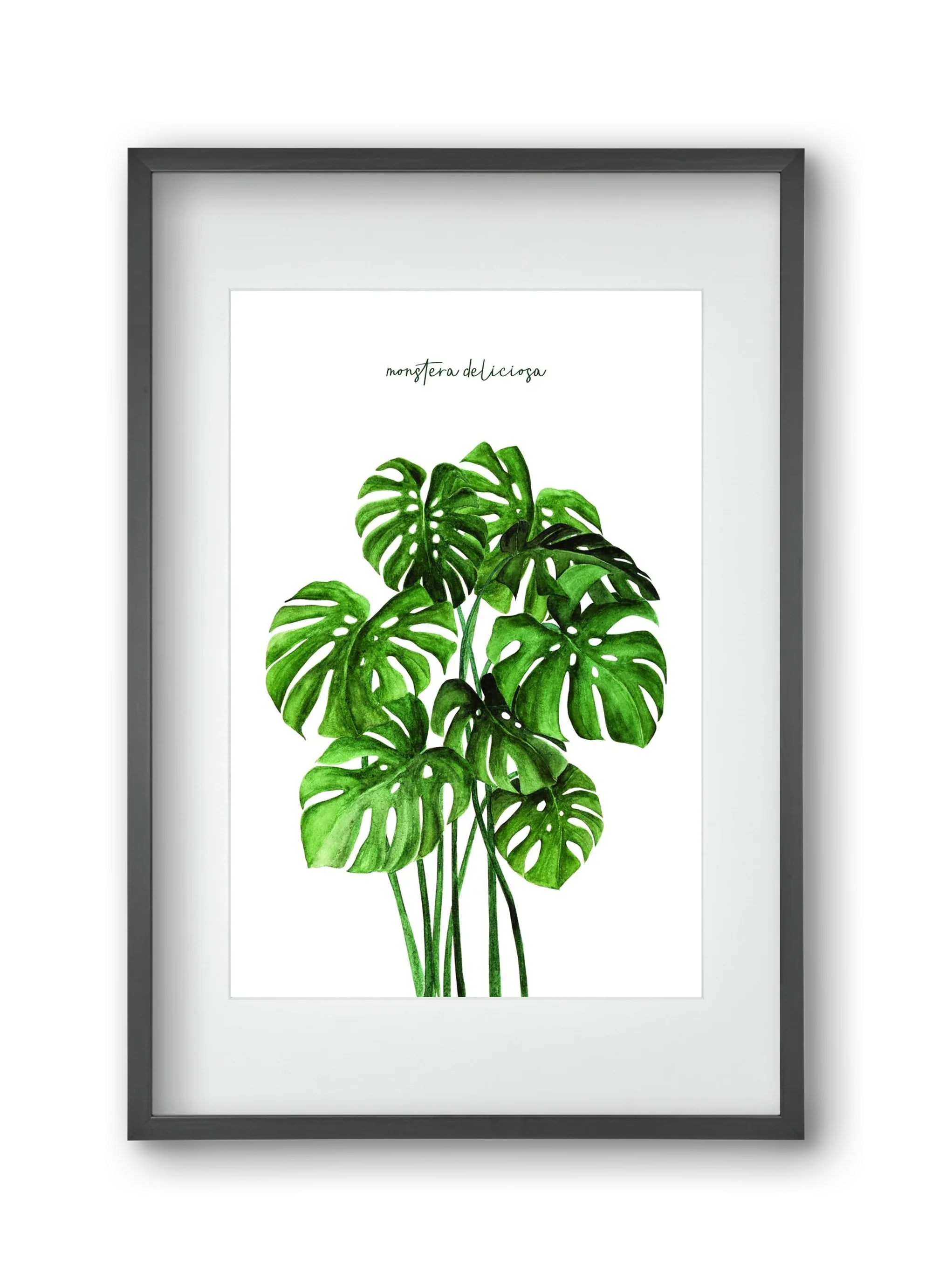 monstera deliciosa - artbridge
