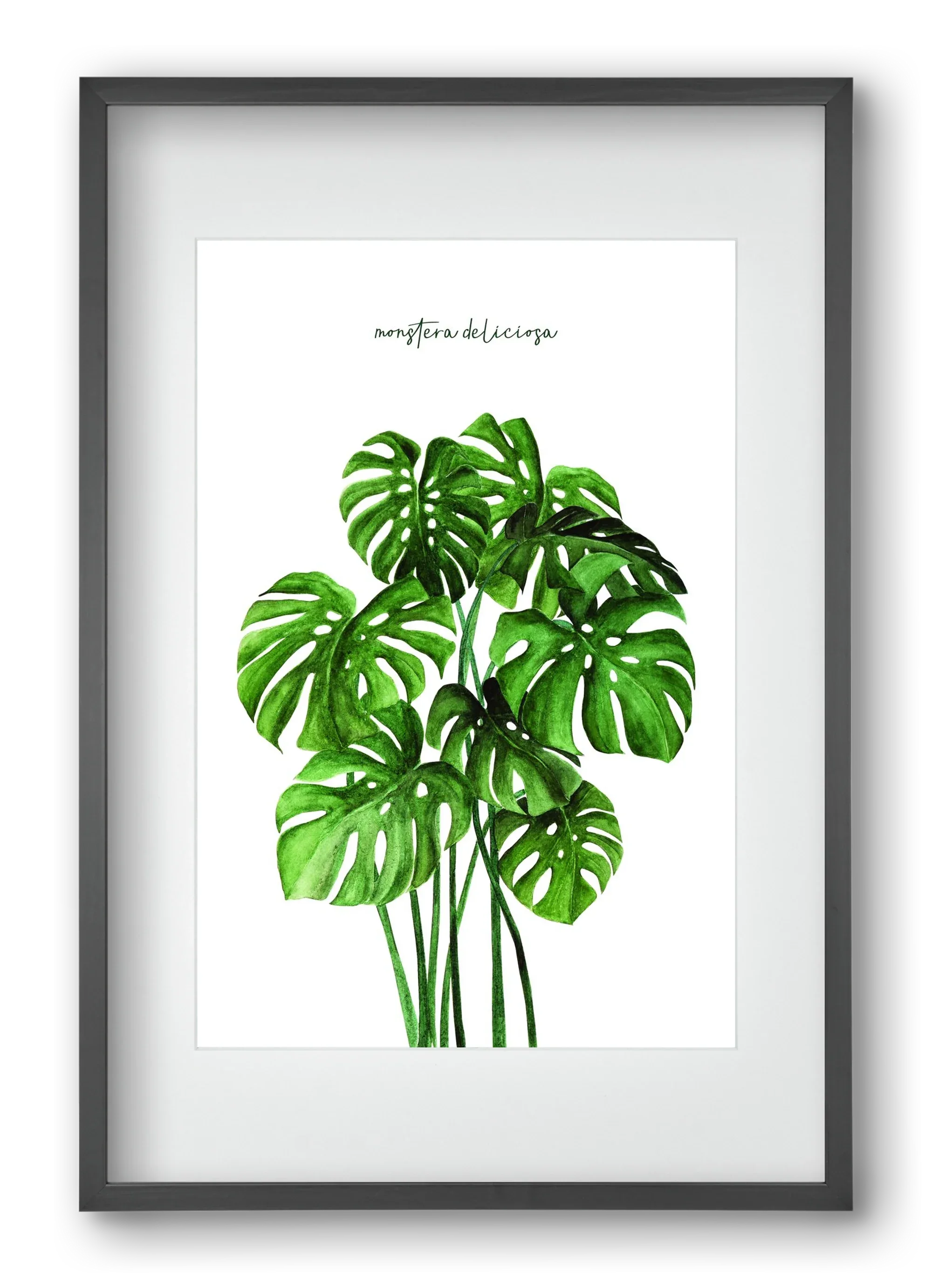 monstera deliciosa - artbridge