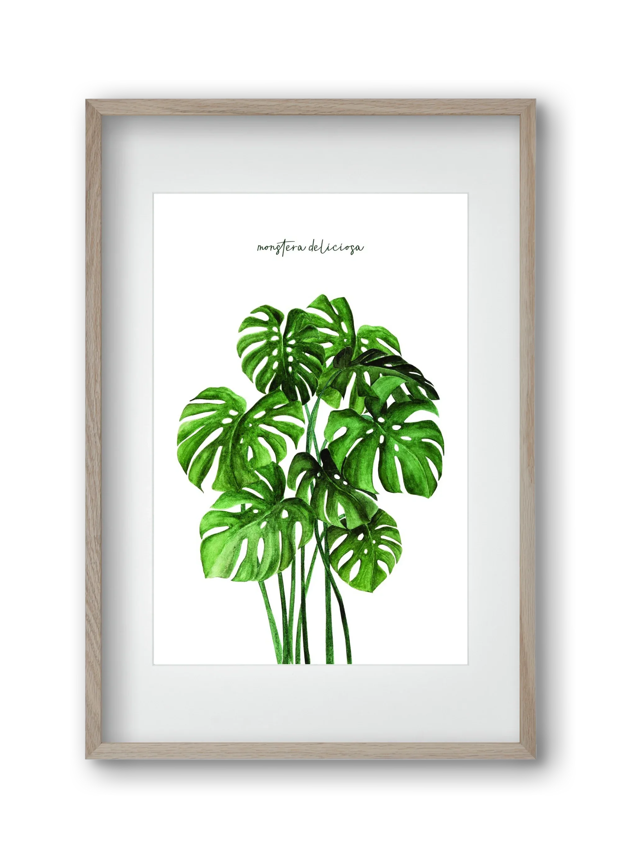 monstera deliciosa - artbridge