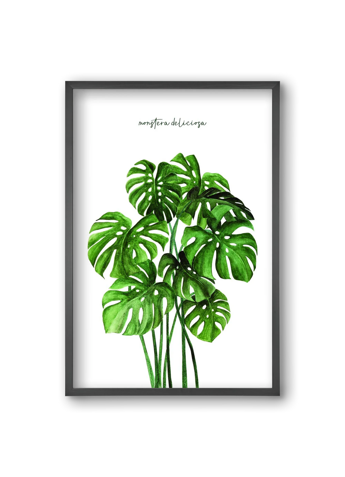 monstera deliciosa - artbridge