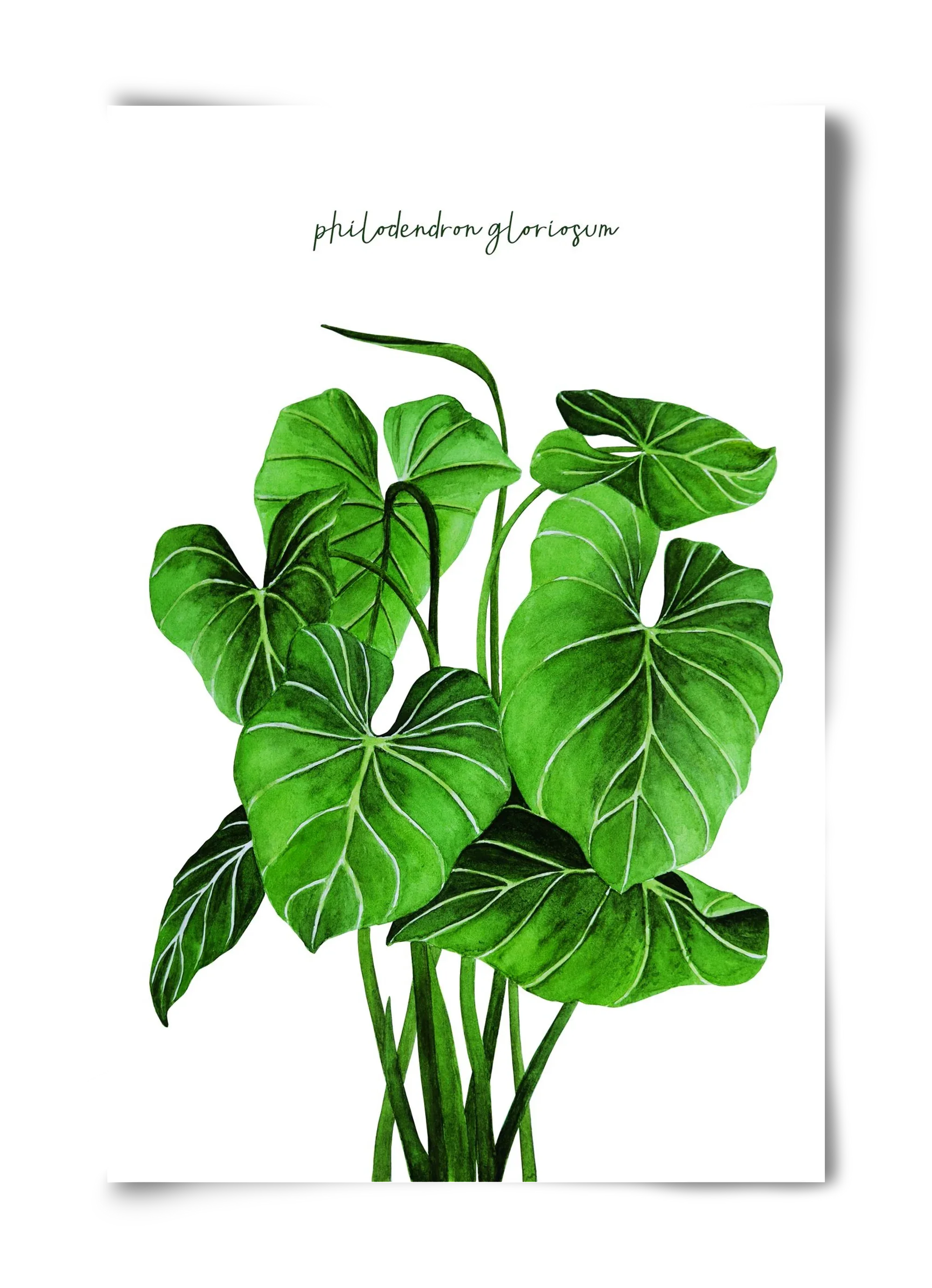 philodendron gloriosum - artbridge