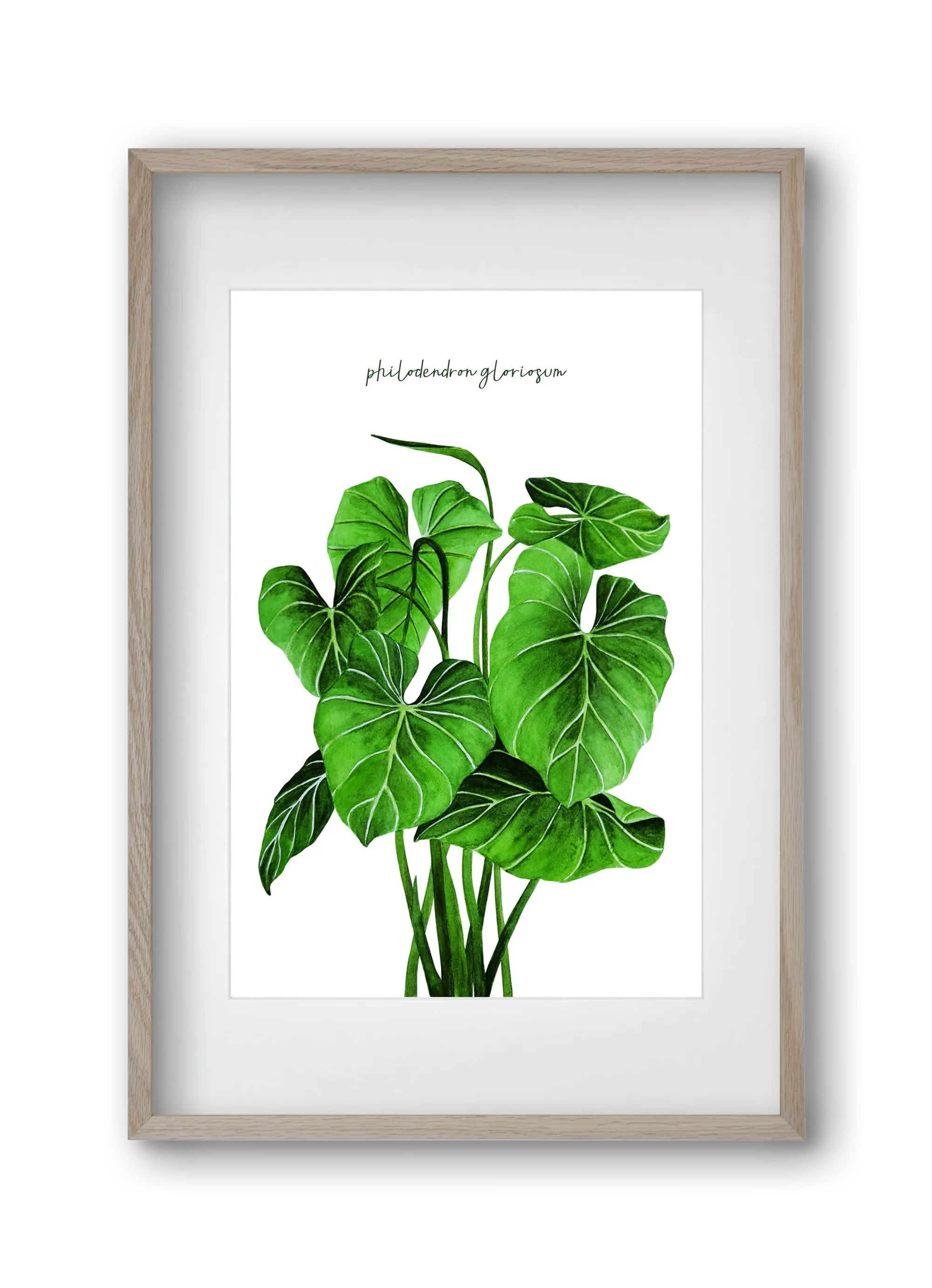 philodendron gloriosum - artbridge
