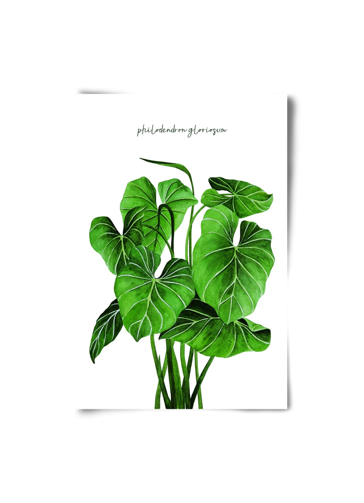 philodendron gloriosum - artbridge