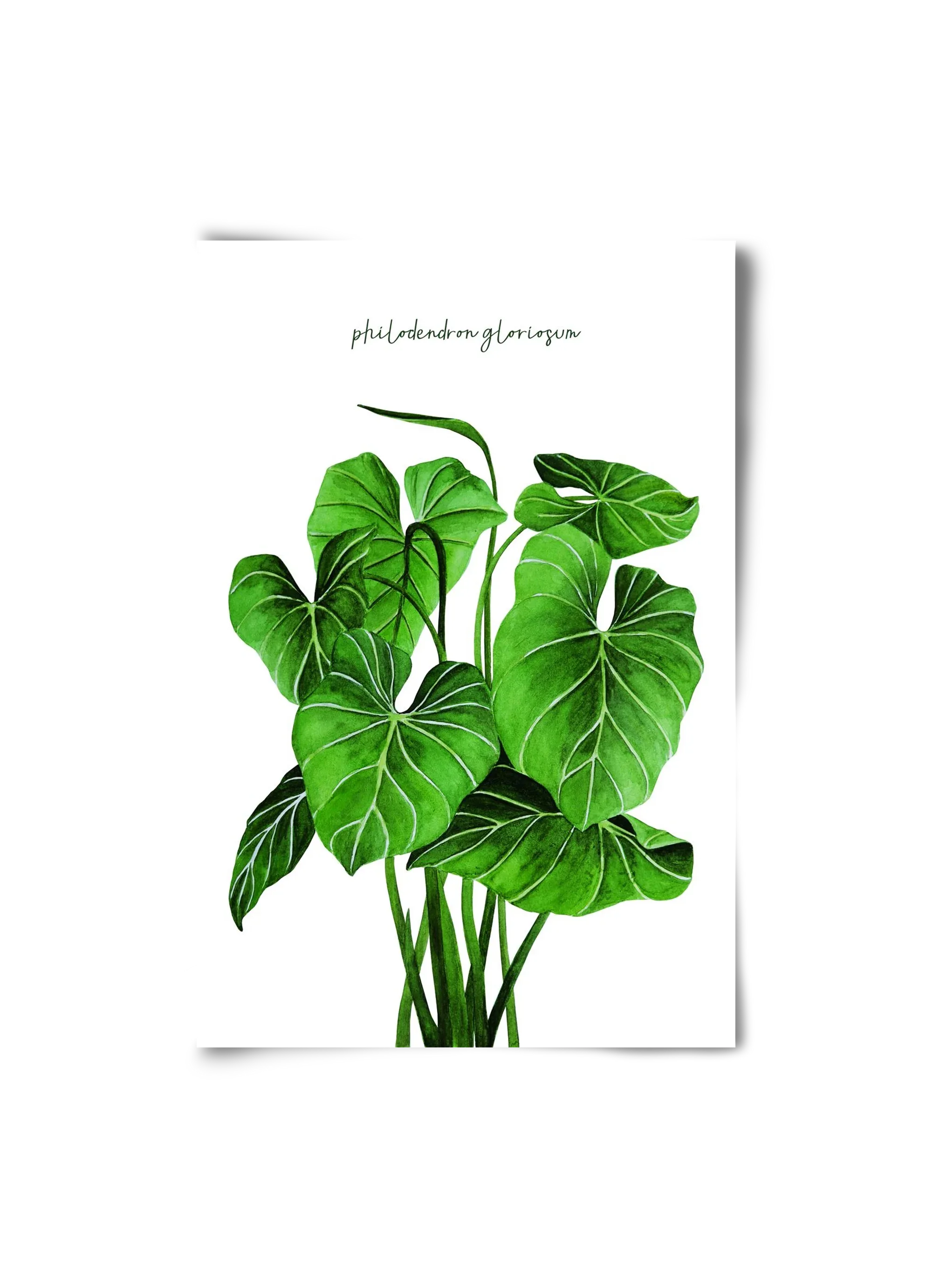 philodendron gloriosum - artbridge