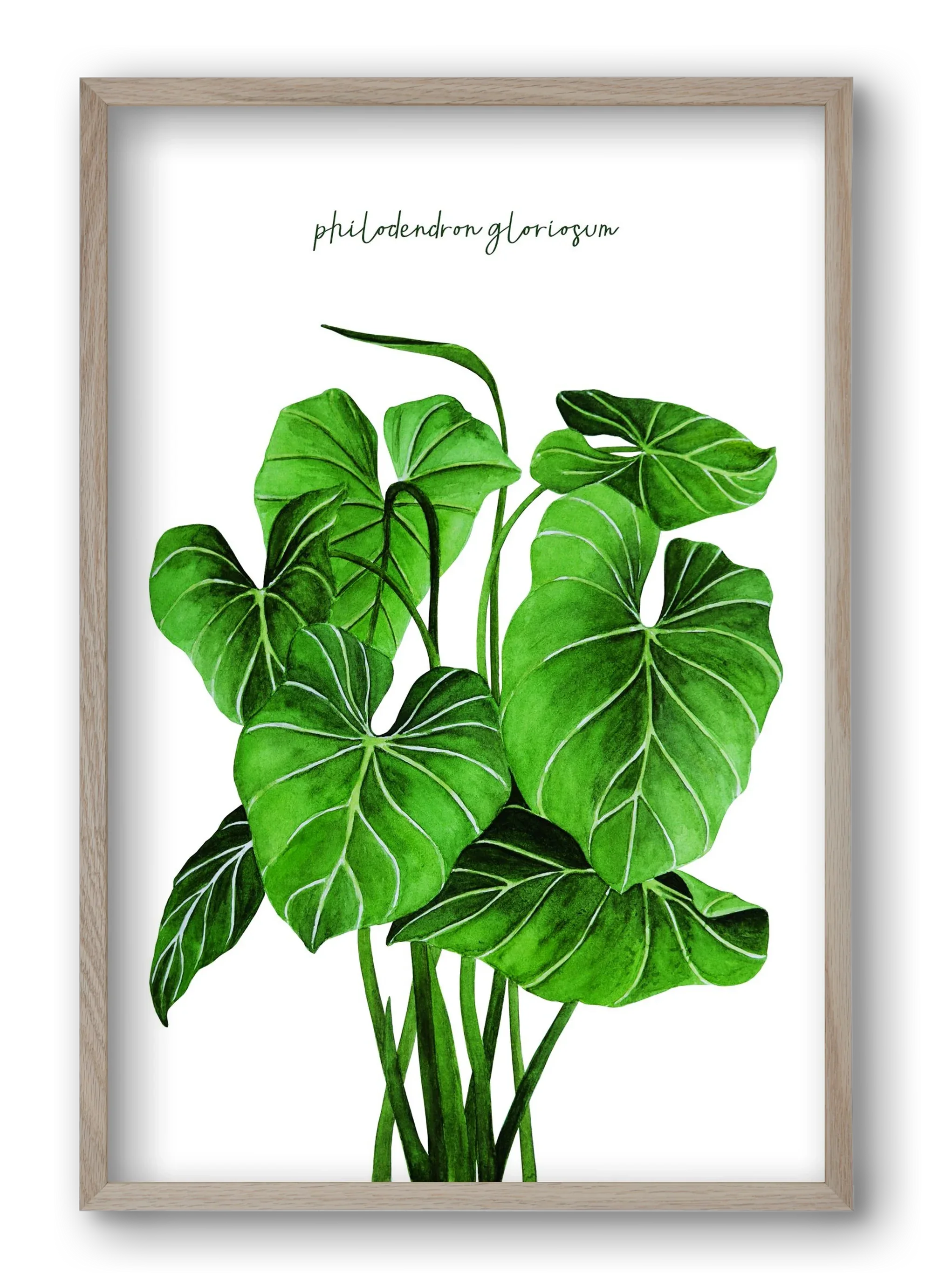 philodendron gloriosum - artbridge