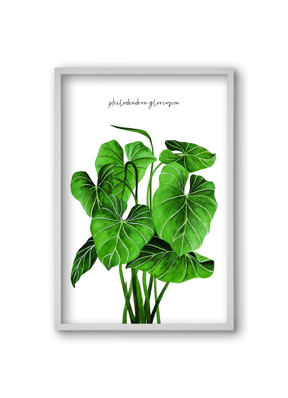 philodendron gloriosum - artbridge