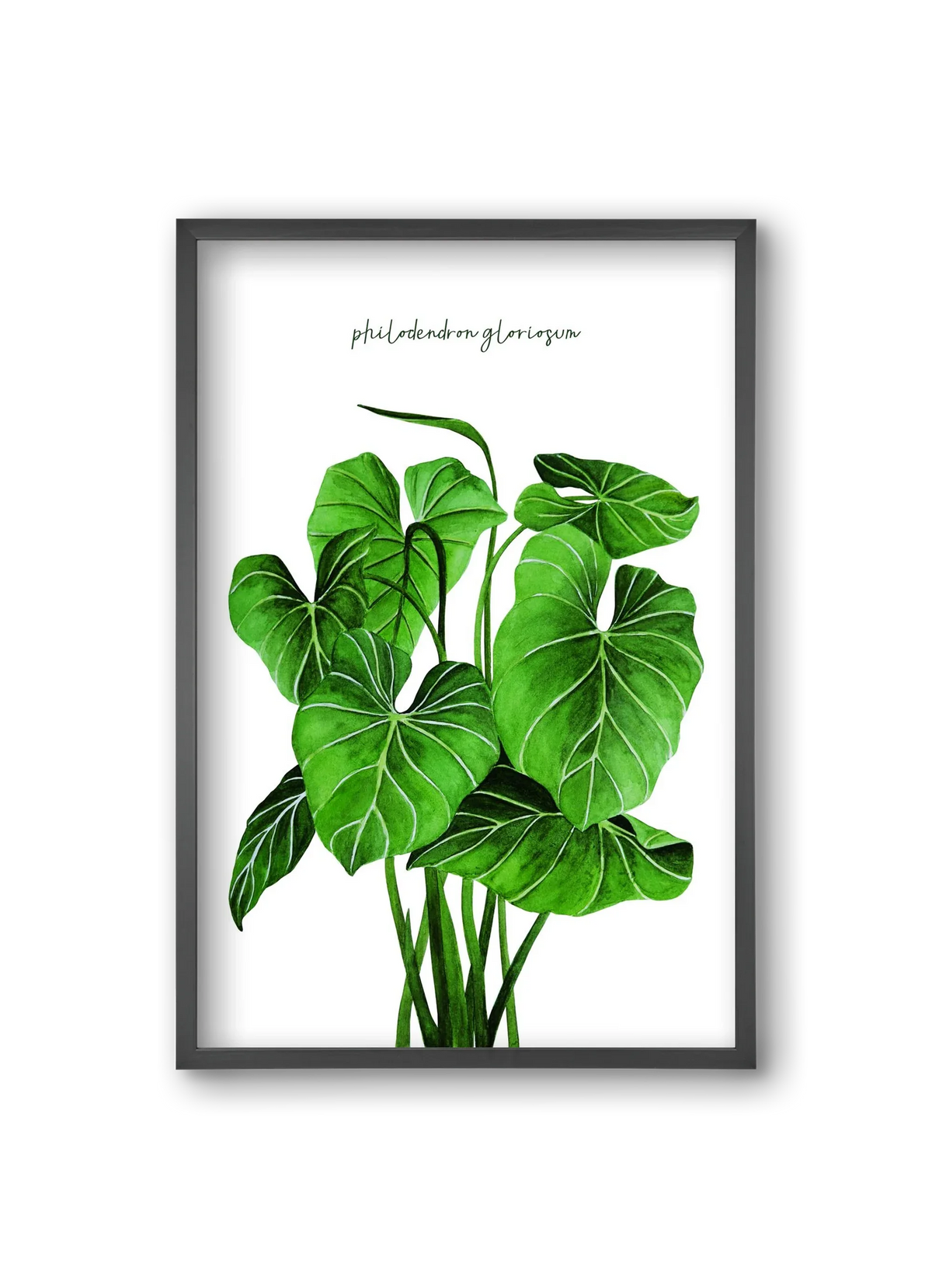 philodendron gloriosum - artbridge