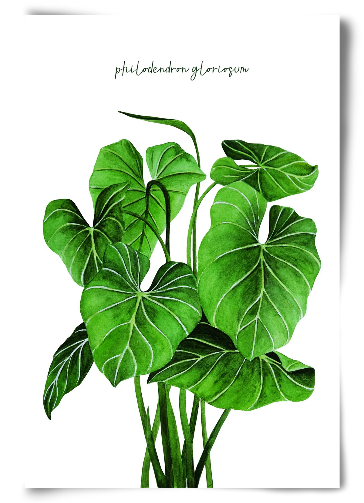 philodendron gloriosum - artbridge