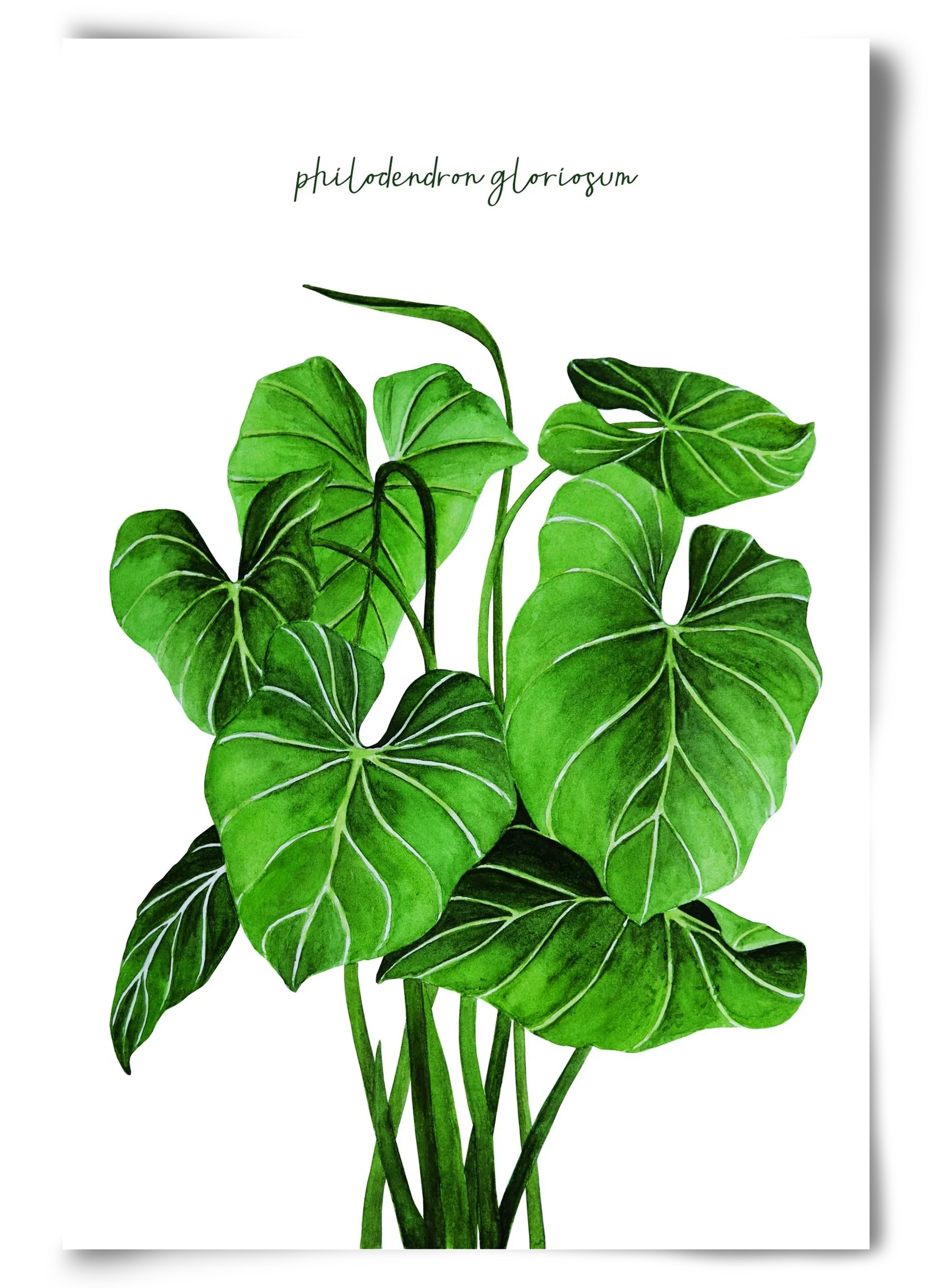 philodendron gloriosum - artbridge