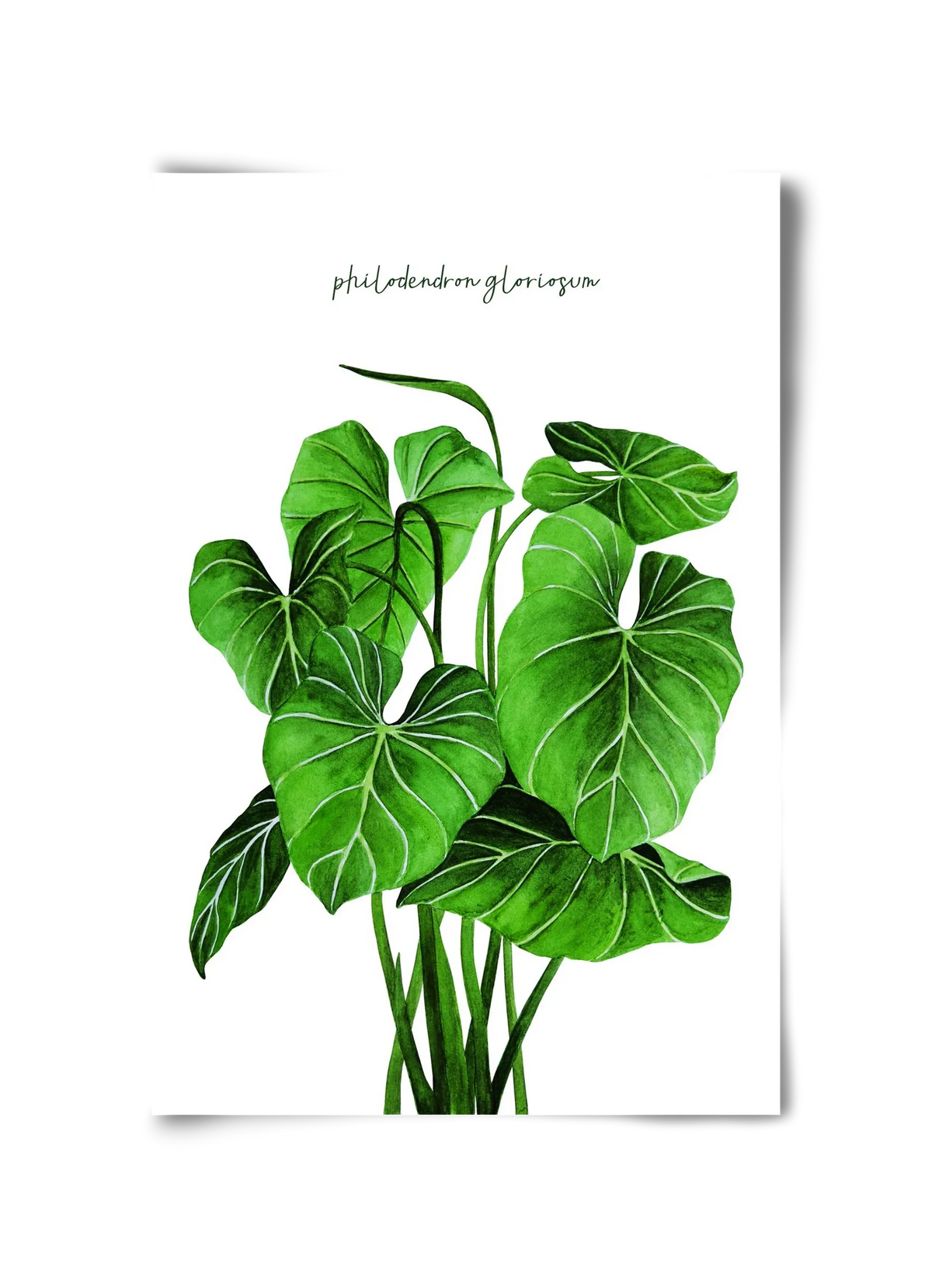 philodendron gloriosum - artbridge
