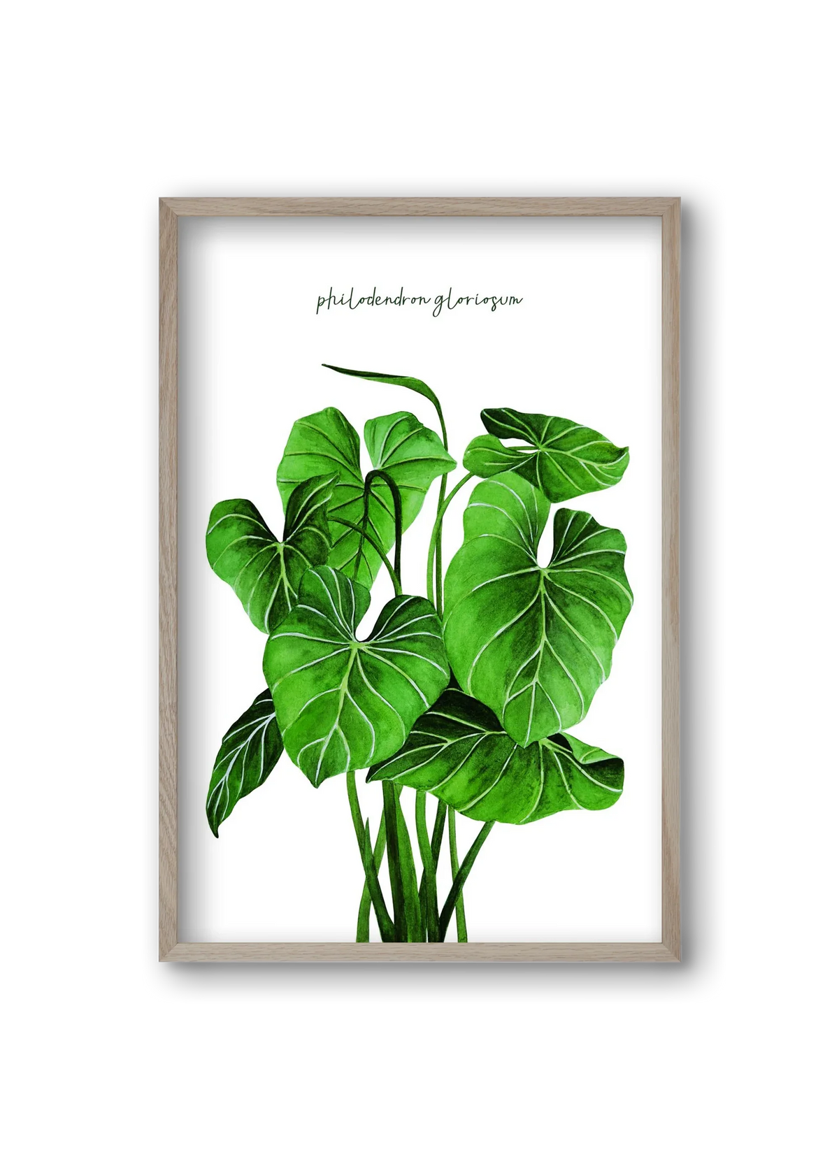 philodendron gloriosum - artbridge
