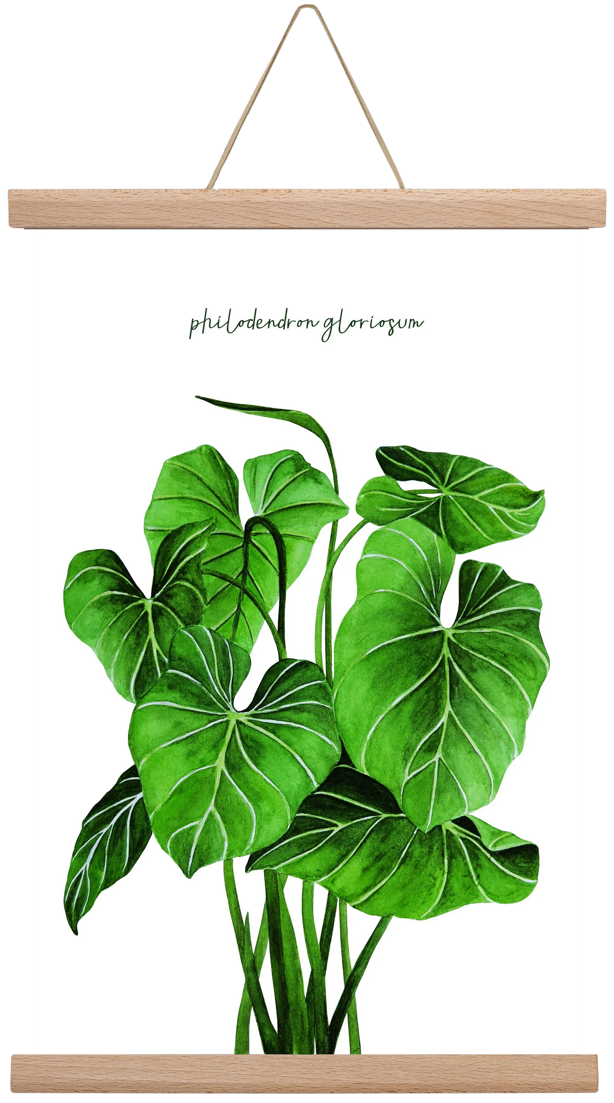 philodendron gloriosum - artbridge
