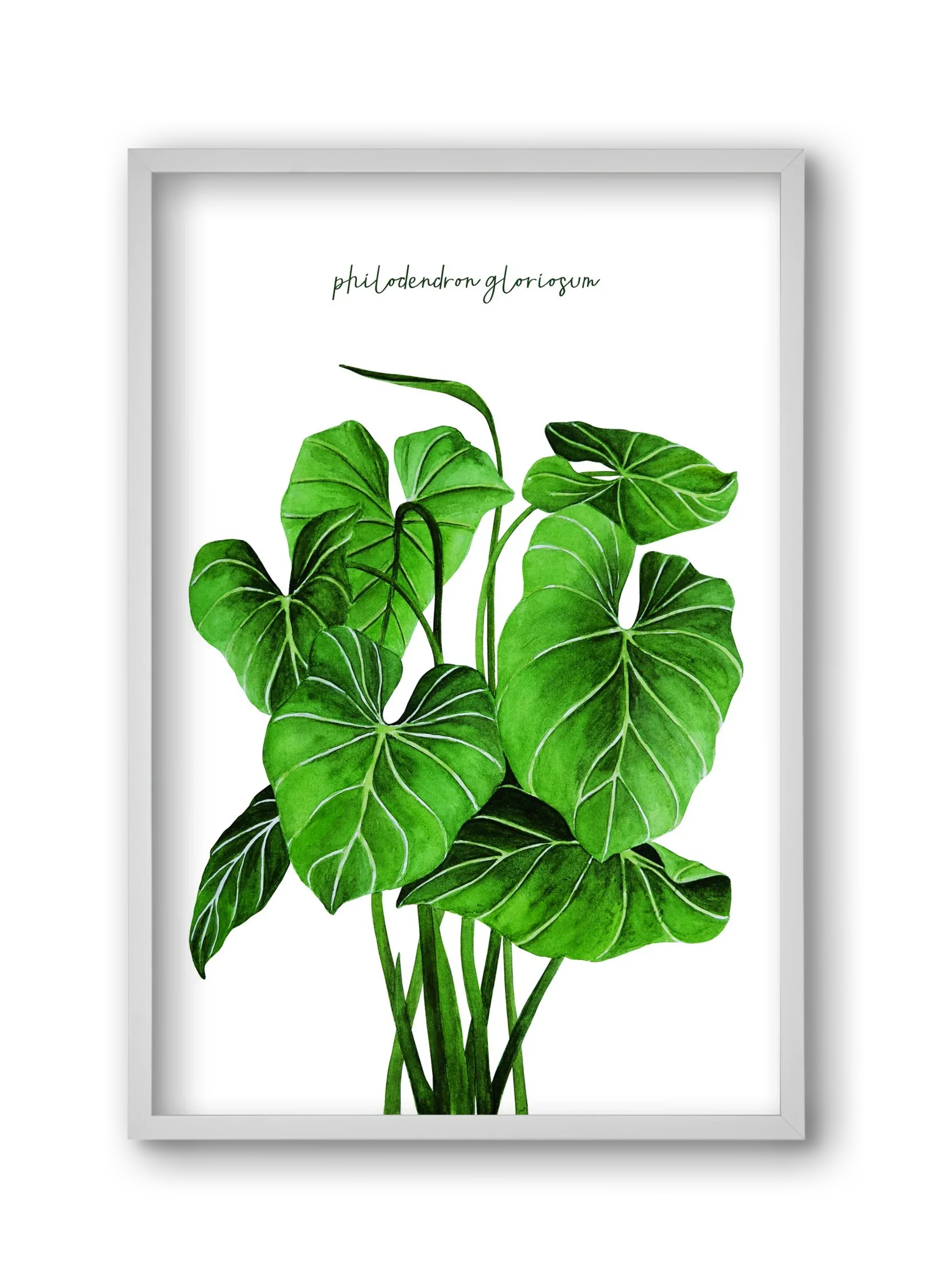 philodendron gloriosum - artbridge
