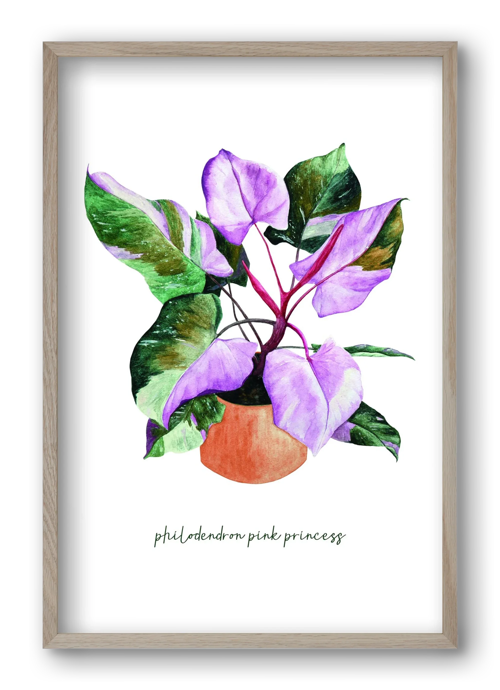philodendron pink princess - artbridge