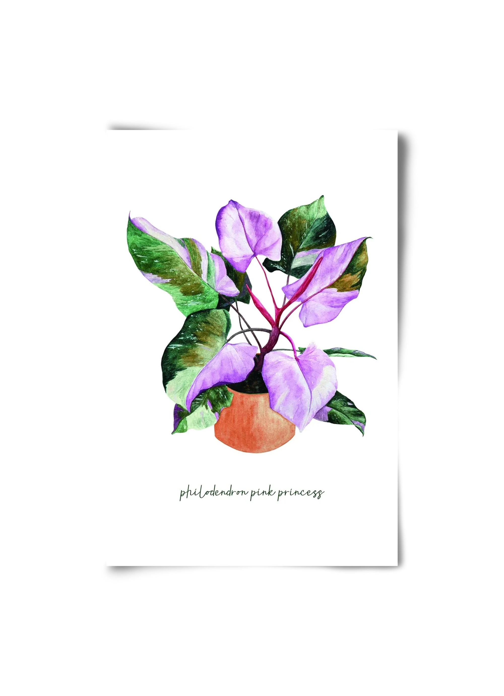 philodendron pink princess - artbridge