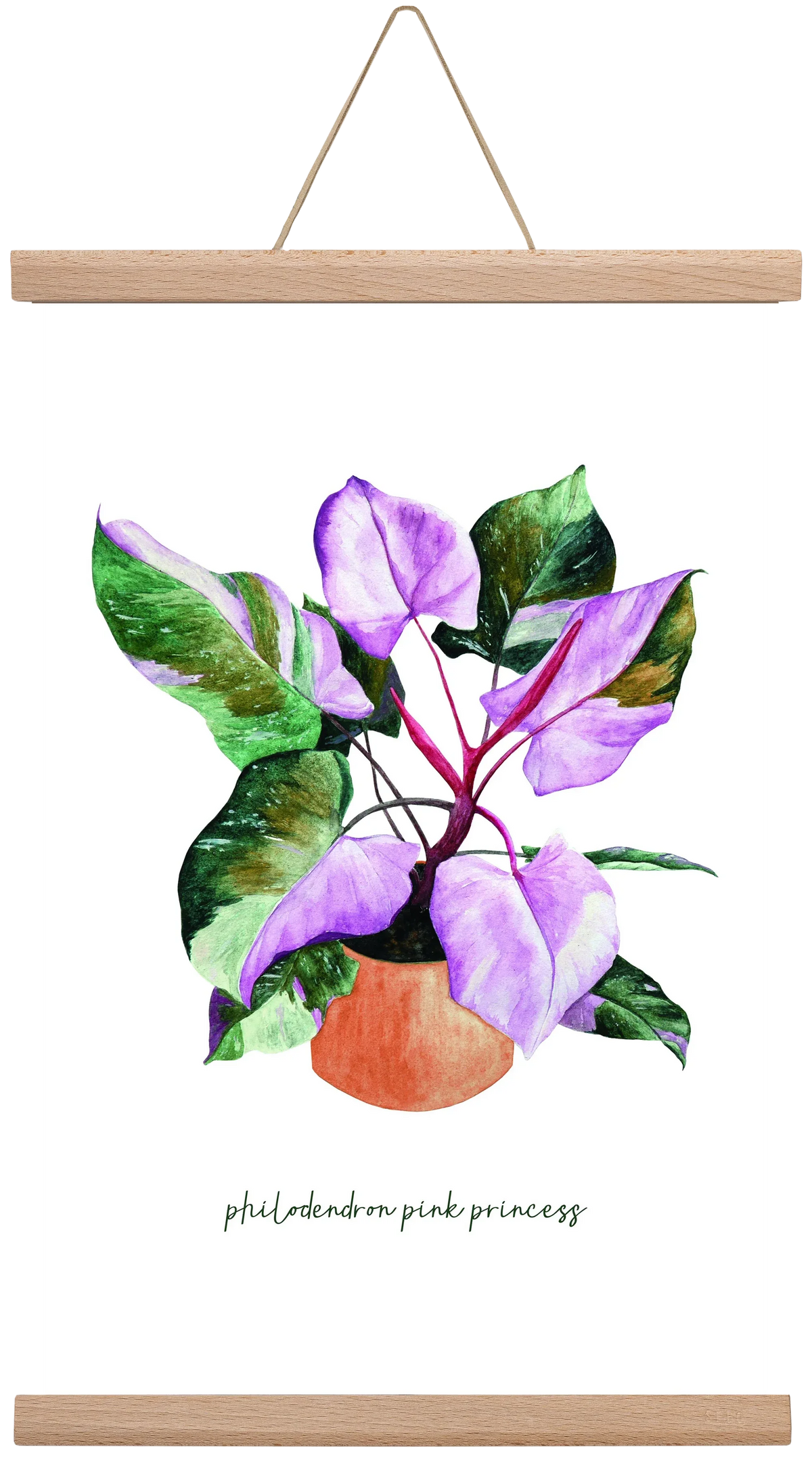philodendron pink princess - artbridge